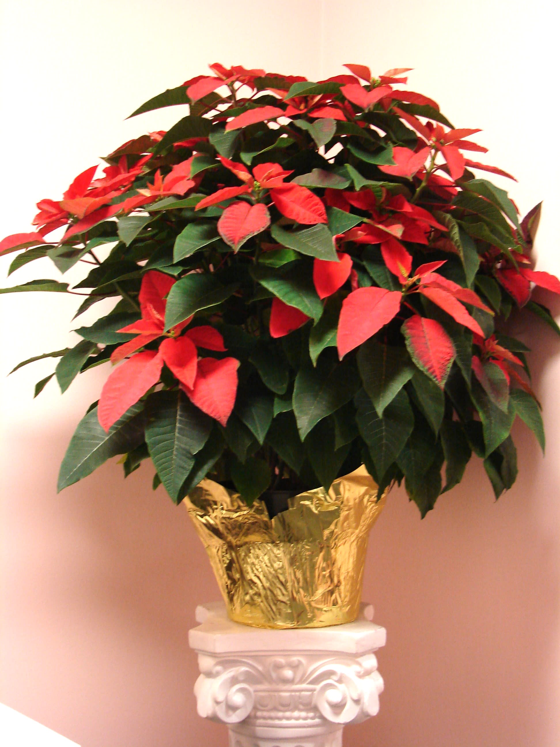 Premium Local Poinsettia (Large)  - Nothing says Christmas like the timeless beauty of an elegant Poinsettia plant, grown right here on Oahu!  Locally cultivated for exceptional quality and vibrant holiday color. This larger poinsettia plant comes in an 10&quot; pot, stands between 36&quot;-48&quot; in height!  Limited quantities, making it the perfect size to brighten up any room or office. A thoughtful and versatile gift, ideal for friends, family, or colleagues. Bring a touch of island charm and holiday cheer to your spaces with this stunning poinsettia. Its bold red leaves and lush greenery make it a classic choice for celebrating the season in style.  
