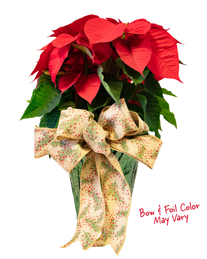 Poinsettia in Foil - Perfect for the winter, send this 6 inch poinsettia with a foil pot cover and seasonal bow! Foil as well as Bow color and design may vary.