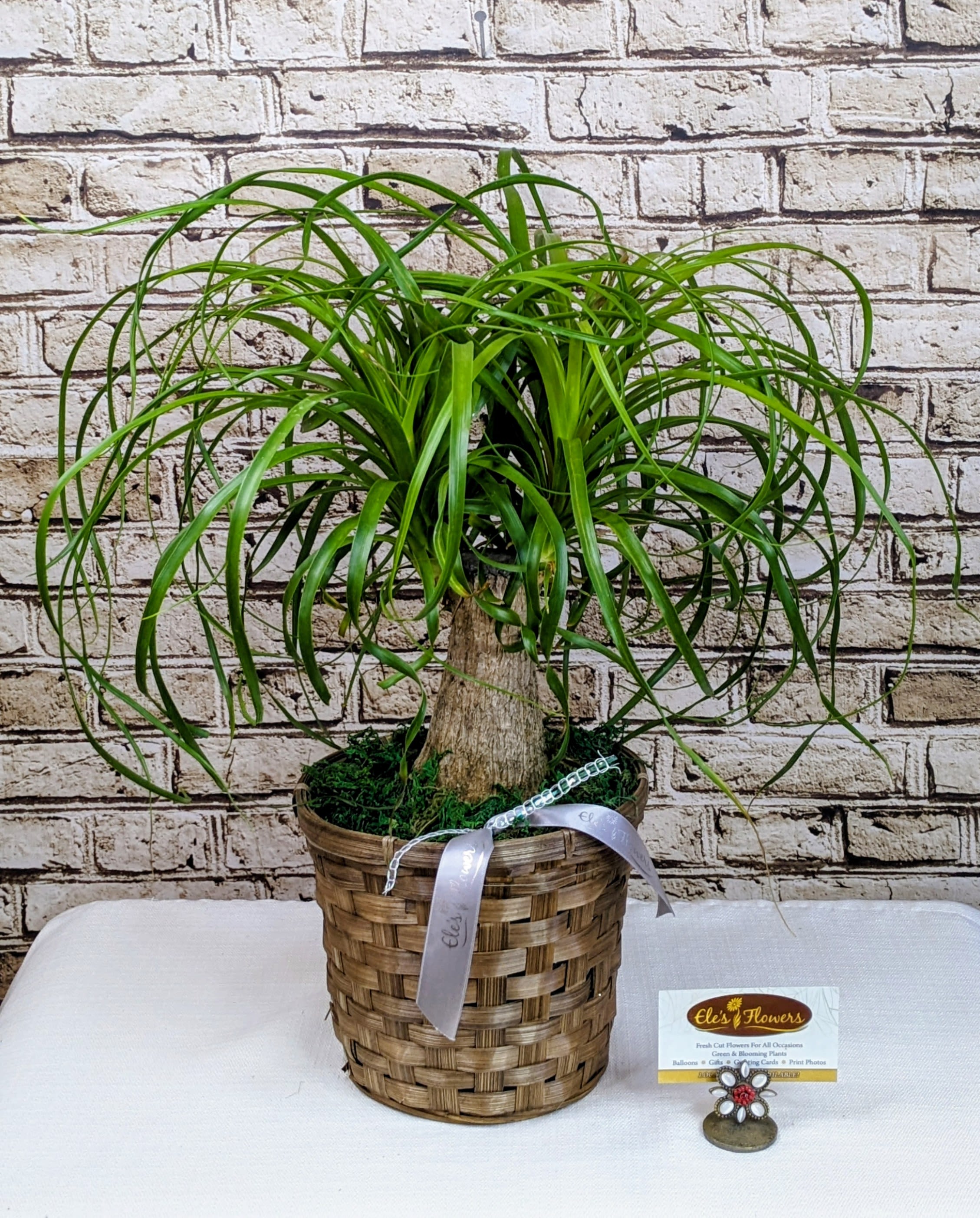 Perfect Ponytail Palm - 6" Planter - Add a touch of charm and elegance to any space with this stylish Ponytail Palm planter. Featuring a whimsical yet sculptural look, the ponytail palm stands moderately tall in a decorative gray container that complements any décor—from modern to rustic. The base is artfully topped with soft green moss and finished with a coordinating ribbon for an extra pop of texture and flair. Low-maintenance and full of personality, this planter makes a perfect gift or a delightful accent for your home or office.  Approximate Dimensions: 19"H x 19"W