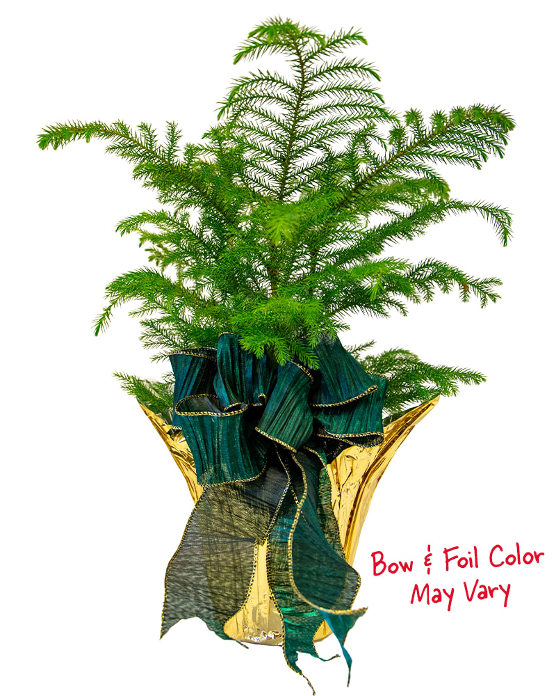 Norfolk Pine In Foil - Festive 6 inch Norfolk Pine dressed with a holiday foil and bow.  Foil and bow colors and patterns may vary.