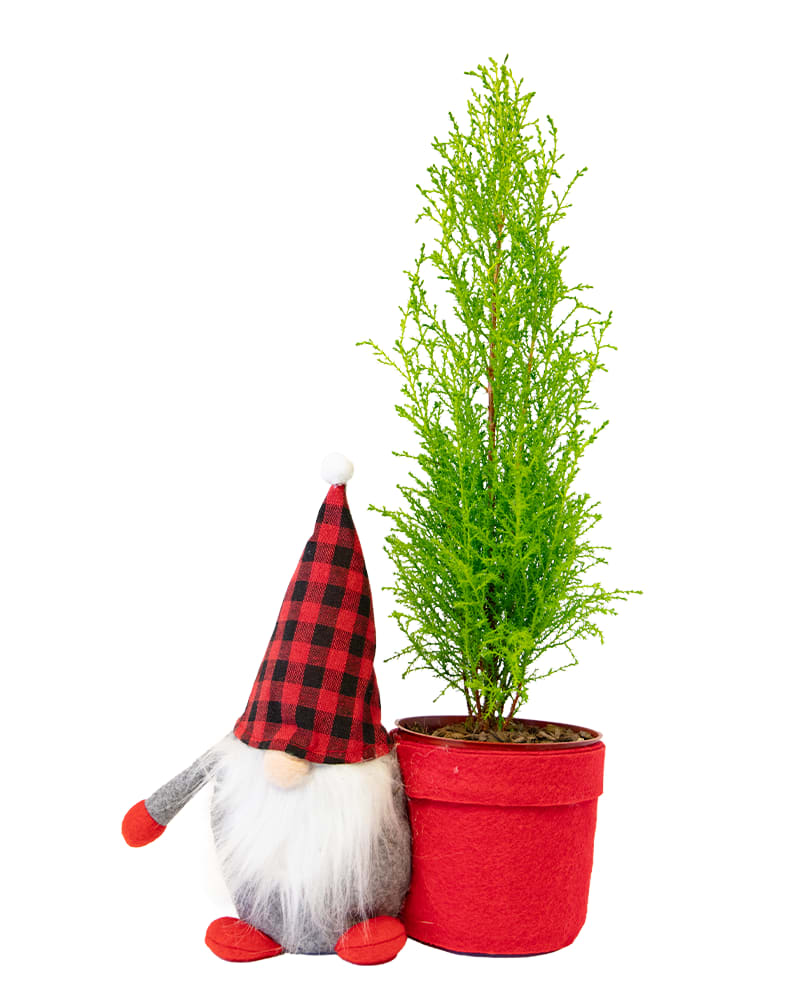 'Gnome' for the Holidays - 4 inch cypress in felt pot cover with gnome buddy.  Perfect for a desktop gift.