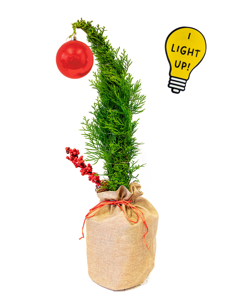 Grinchy Cedar Light Up 6&quot; - 6&quot; lighted cedar in decorative burlap bag with a berry sprig.  Perfect for that Grinchy gift.