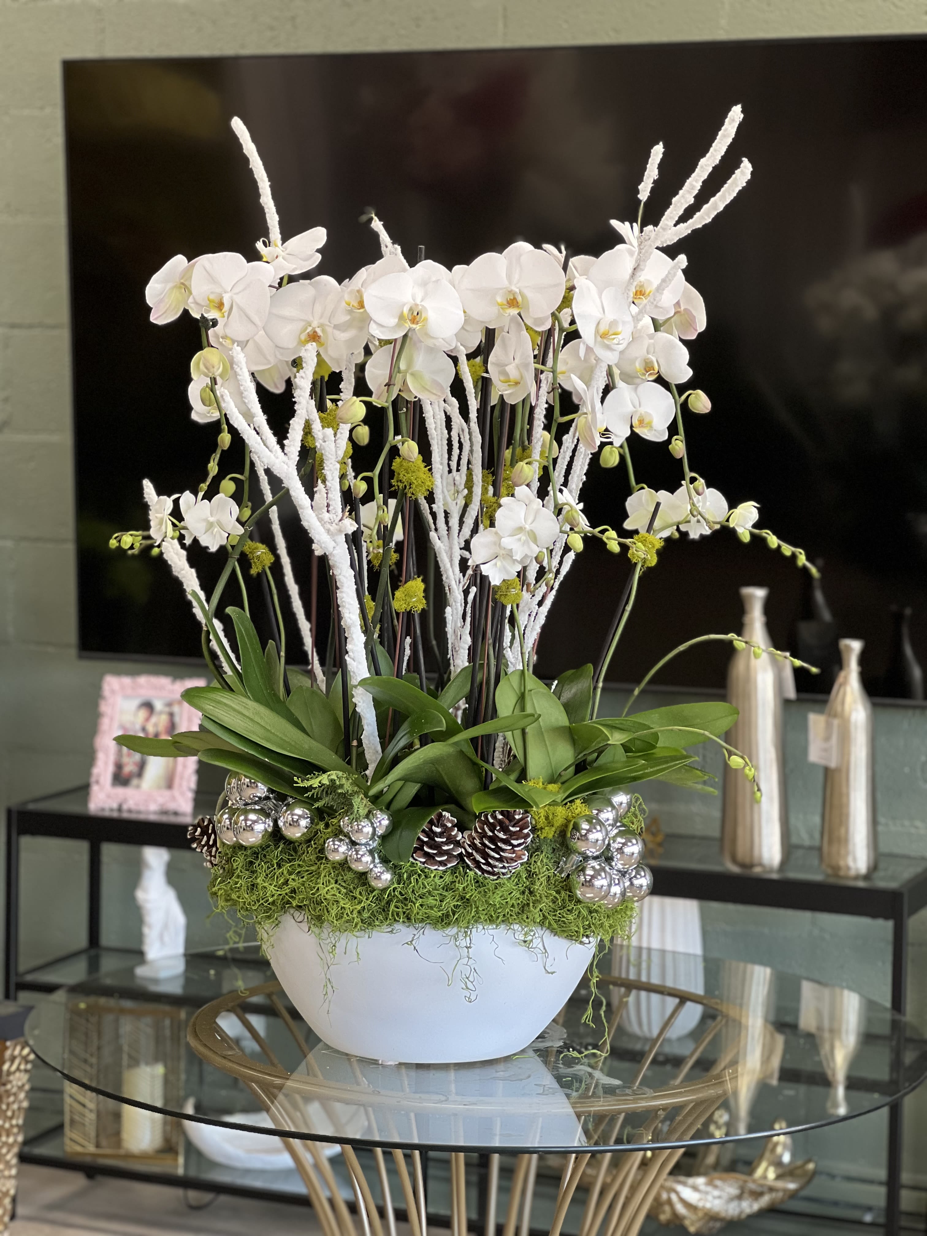 Sinai - Orchid plant 