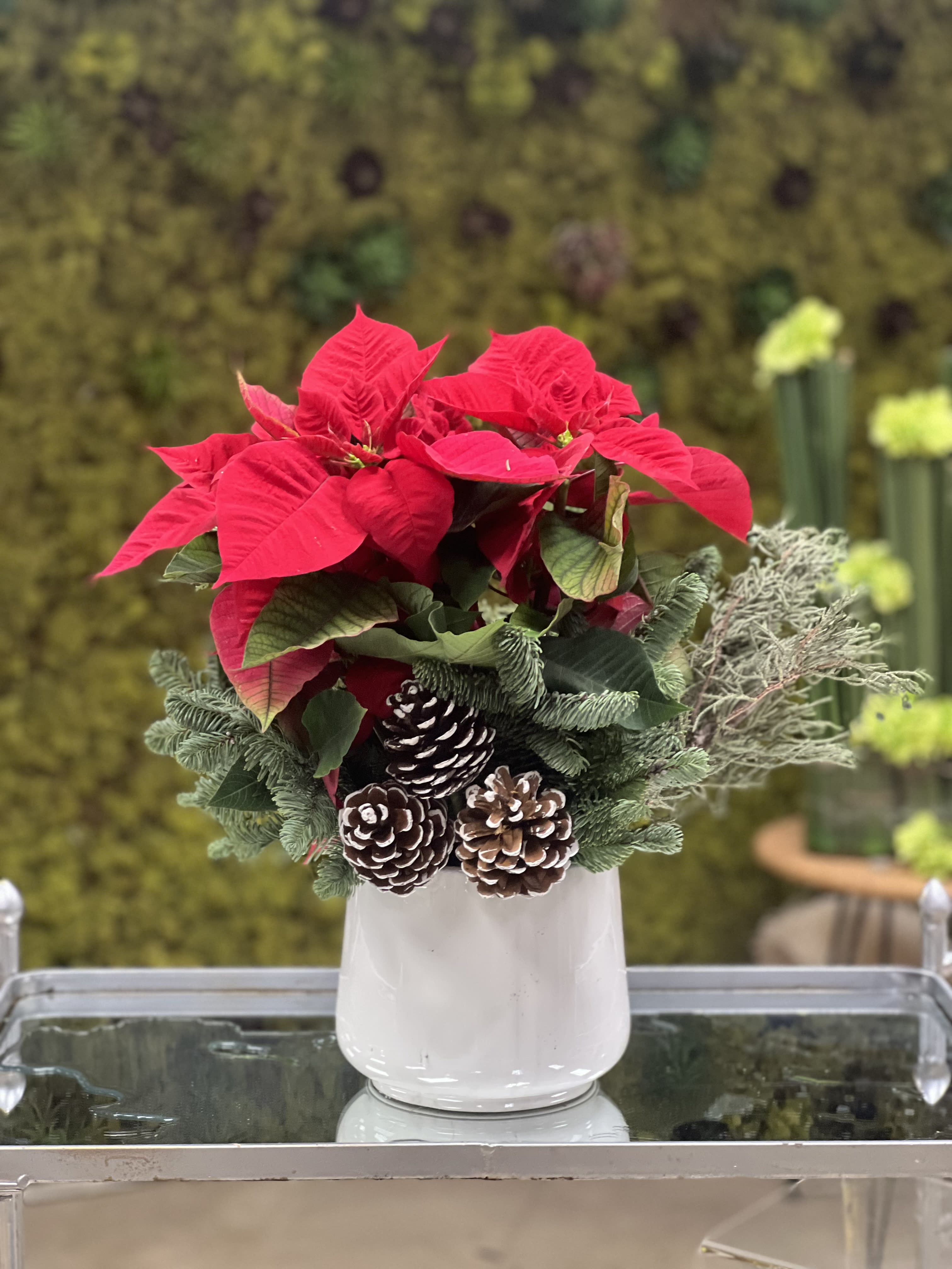 Noche Buena  - Red poinsettia 