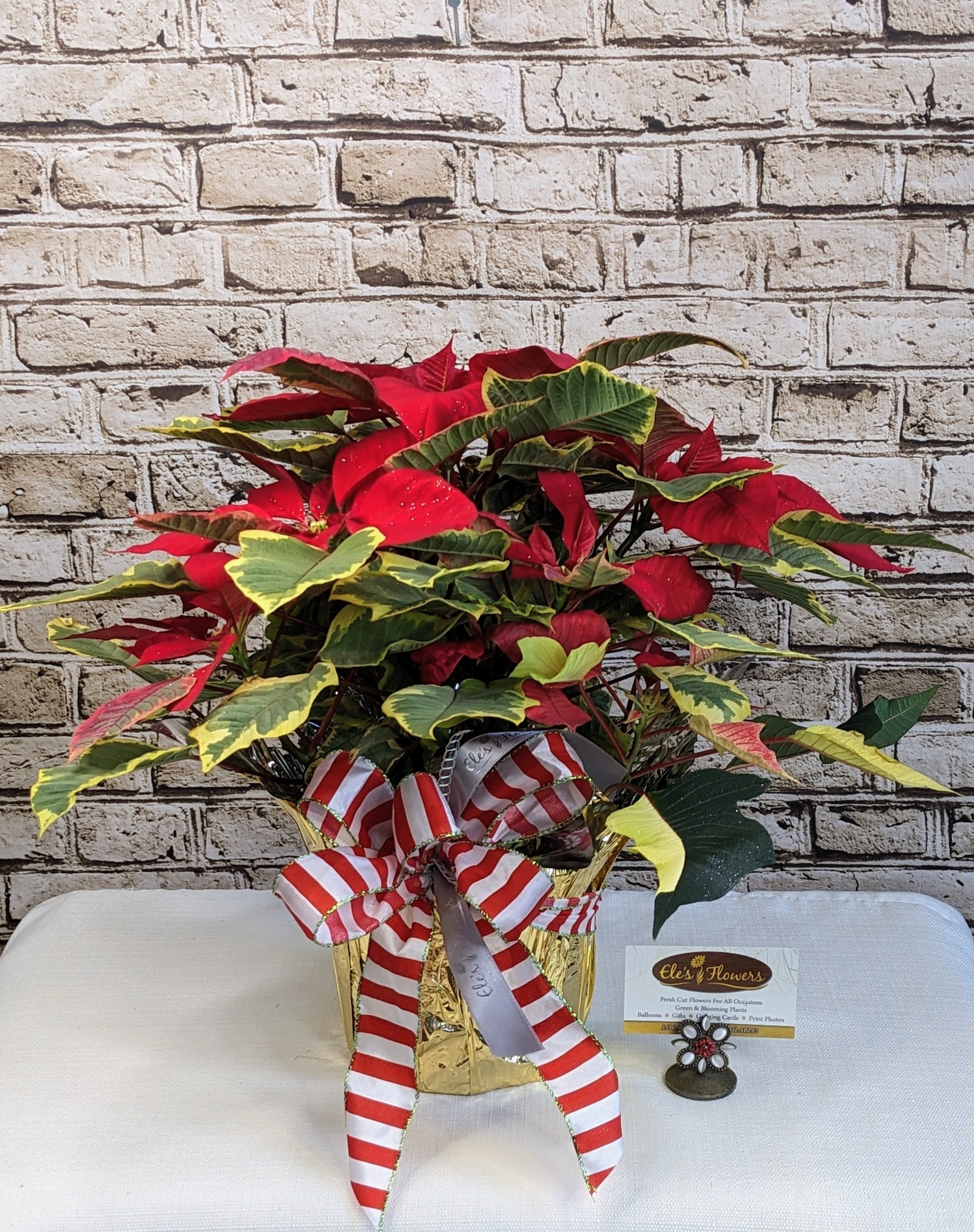 Holiday Poinsettia - TAPESTRY - Celebrate the season with the rich, decorative beauty of our Tapestry Poinsettia. This striking variety stands out with its uniquely patterned foliage—deep green leaves edged in warm, golden tones, beautifully paired with classic holiday blooms. The result is a poinsettia with a naturally elegant, almost antique look, perfect for adding a sophisticated twist to traditional Christmas décor.  Displayed in a charming seasonal container, the Tapestry Poinsettia brings warmth and character to entryways, tabletops, offices, or any space that could use a festive glow. Its distinctive foliage makes it a conversation piece and a lovely gift for anyone who appreciates unique holiday plants. Grown in Wisconsin.   Standard size is grown in a 6.5&quot; inch pot and includes a foil sleeve and ribbon.  **Most common size for the holiday season**  Approximate Dimensions: 19&quot;H x 20&quot;W  Approximate Dimensions: 