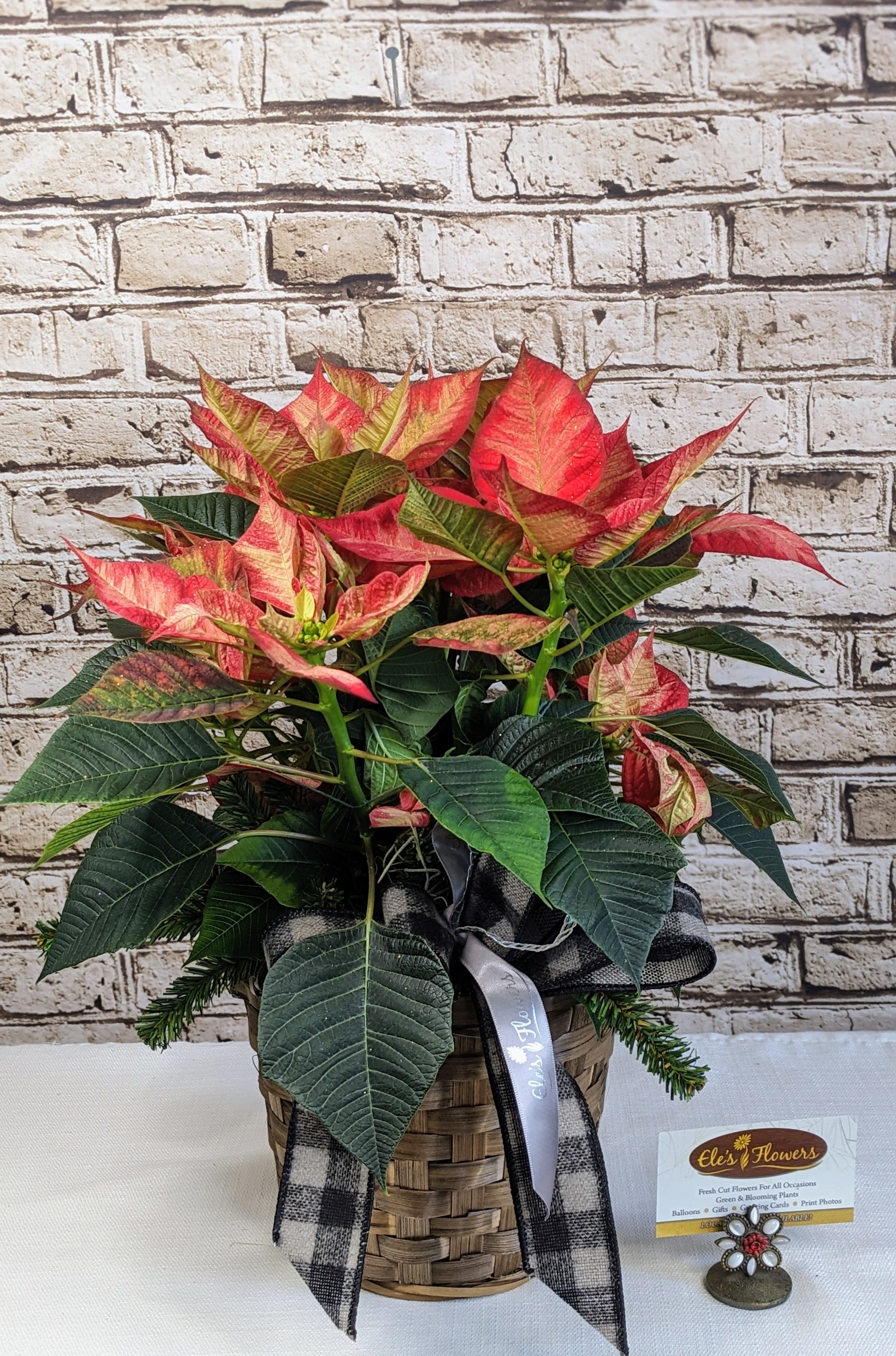 Holiday Poinsettia - PRINCESS - A striking poinsettia, with bold, vibrant reddish pink petals that create a stunning contrast against its dark green, leaves. The star-shaped blooms, with their subtle yellow centers, radiate festive cheer and make this plant a classic symbol of the holiday season. Perfect for brightening any space with its rich color and seasonal charm. Grown in Wisconsin.  Standard size is grown in a 6.5&quot; inch pot and includes a foil sleeve and ribbon.   **Most common size for the holiday season**  Approximate Dimensions: 17&quot;H x 19&quot;W 