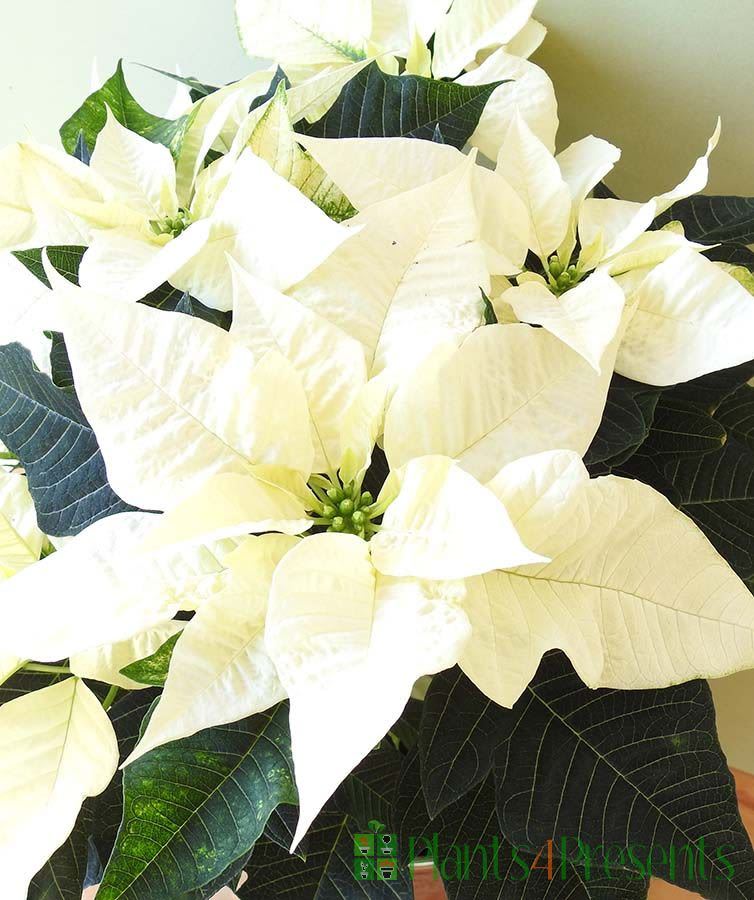 White Poinsettia - A white Christmas's start with a White Poinsettia plant! Complement the plant with a natural basket, and decorated with a beautiful gold ribbon.  Orientation: All-Around