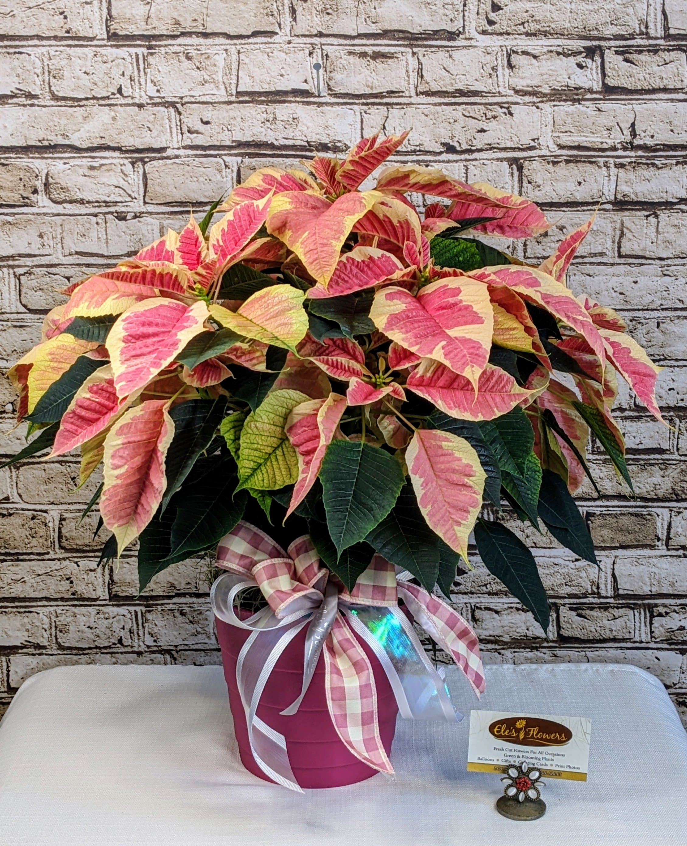 Holiday Poinsettia - CREAM/PINK - A beautiful variegated pink and cream poinsettia, with soft two toned petals that create a stunning contrast against its dark green, glossy leaves. The star-shaped blooms, with their subtle yellow centers, radiate festive cheer and make this plant a classic symbol of the holiday season. Perfect for brightening any space with its rich color and seasonal charm. Grown in Wisconsin.  Standard size is grown in a 6.5&quot; inch pot and includes basket and ribbon.   **Most common size for the holiday season**  Approximate Dimensions: 19&quot;H x 19&quot;W 