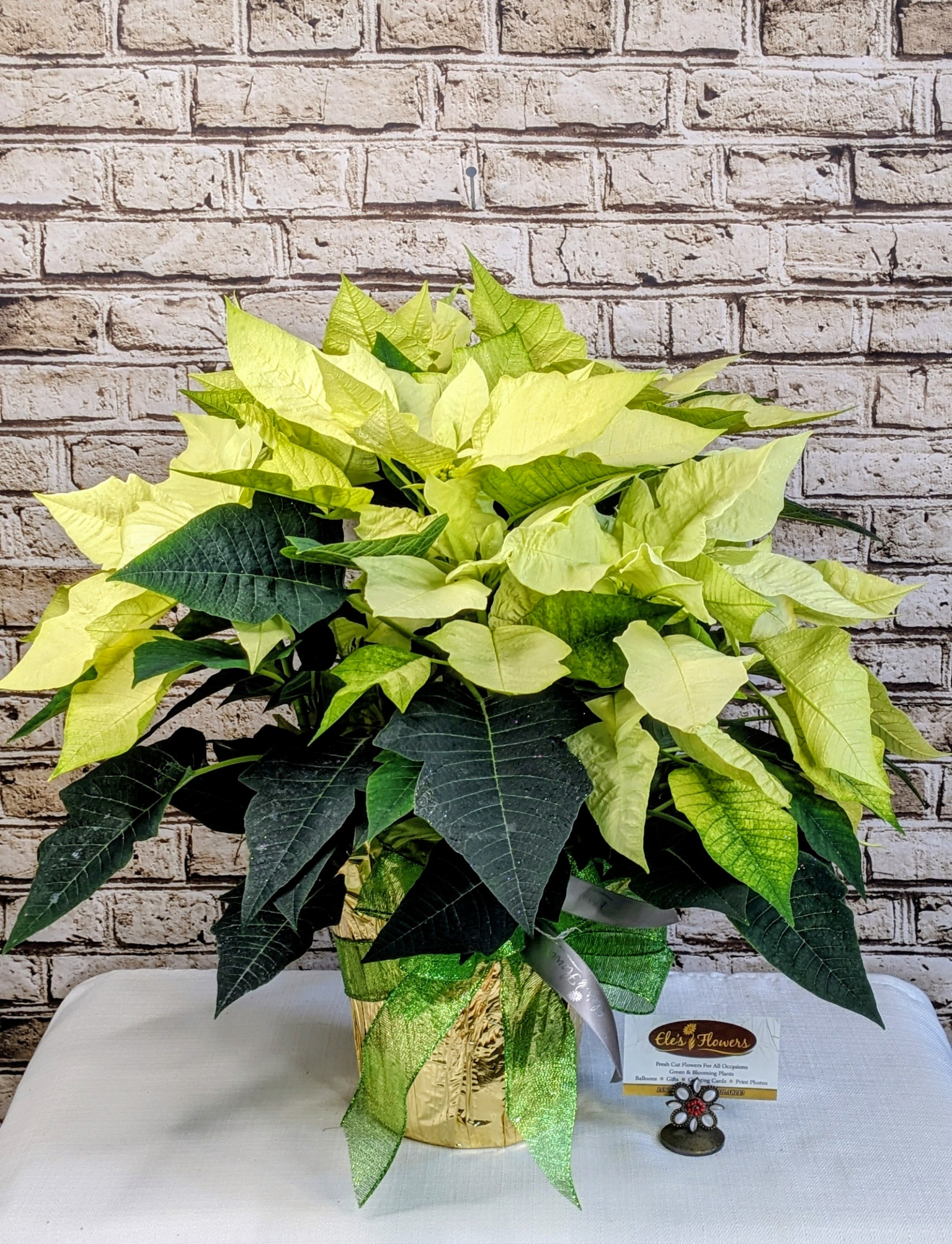 Holiday Poinsettia - WINTERGREEN - A striking poinsettia, with bold, vibrant light green petals that create a stunning contrast against its dark green leaves. The star-shaped blooms radiate festive cheer and make this plant a classic symbol of the holiday season. Perfect for brightening any space with its unique color and seasonal charm. Grown in Wisconsin.  Standard size is grown in a 6.5&quot; inch pot and includes a foil sleeve and ribbon.  **Most common size for the holiday season**  Approximate Dimensions: 17&quot;H x 19&quot;W