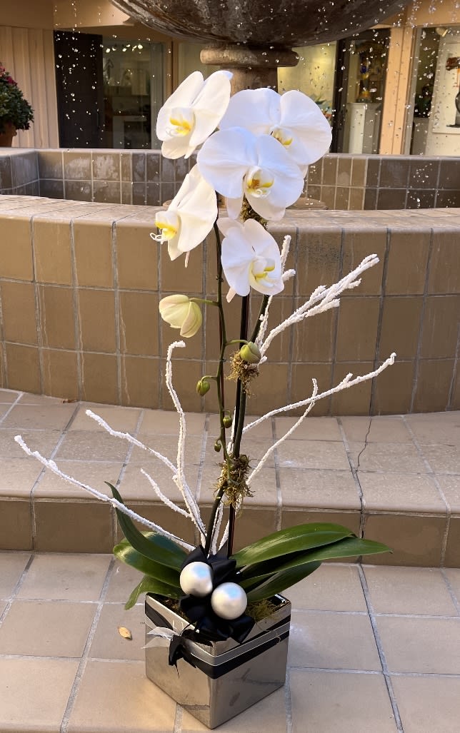 Christiane  - The Holiday striking Phalaenopsis orchids are among the most popular and rewarding orchids, putting on a spectacular display when blooming, which can last 2-3 months. Quietly elegant, this decorative flower will live in any room. They are ease to grow as houseplants, and given proper care, they can flower for years to come.