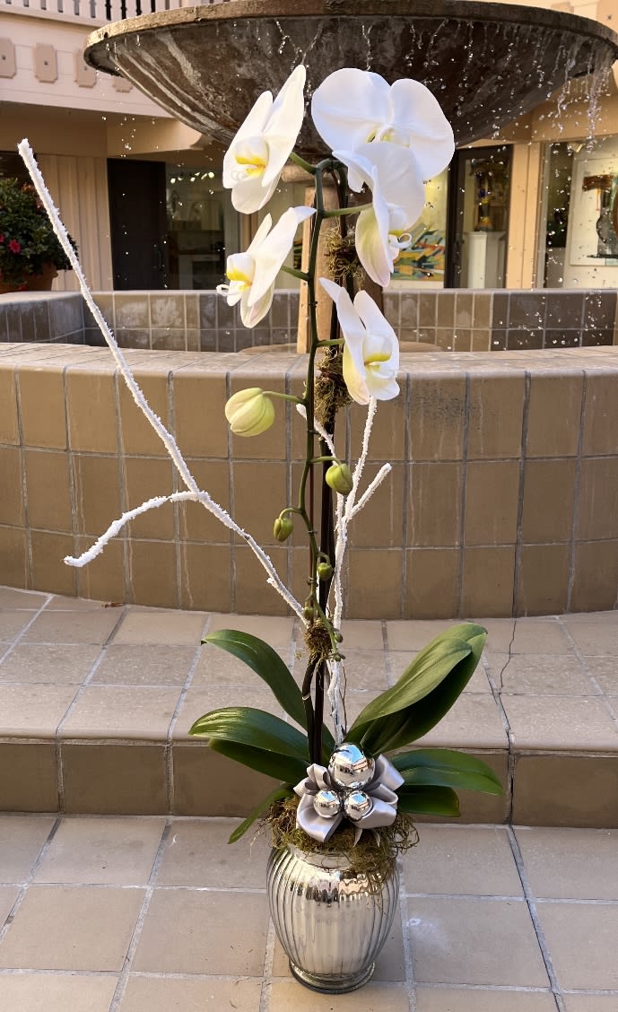 Jolly - The Holiday striking Phalaenopsis orchids are among the most popular and rewarding orchids, putting on a spectacular display when blooming, which can last 2-3 months. Quietly elegant, this decorative flower will live in any room. They are ease to grow as houseplants, and given proper care, they can flower for years to come.