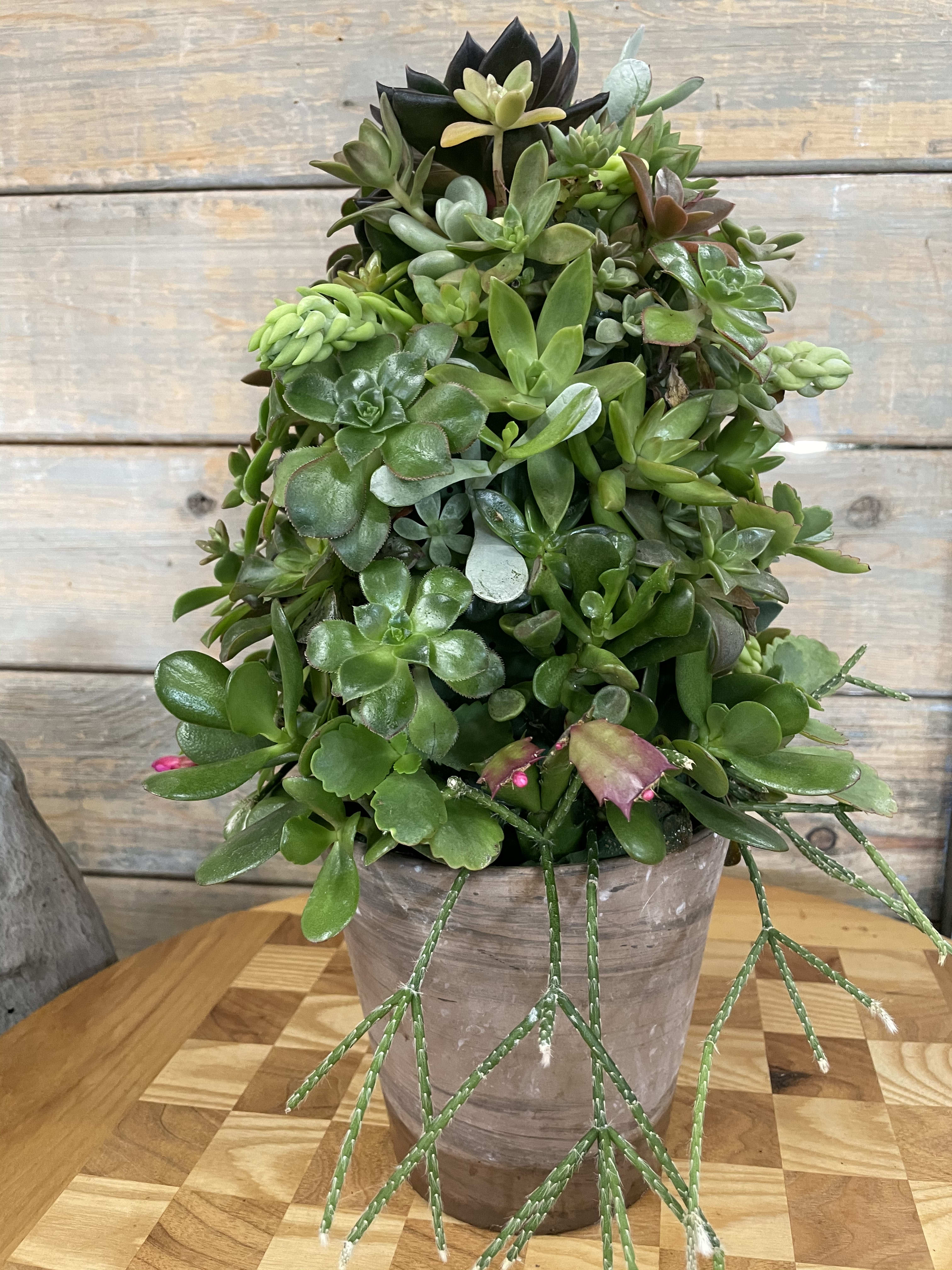 Succulent Tower - A custom made Succulent Tower, with a wonderful variety of succulents, arranged in a tower formation in a classic clay pot. Easy to look after. A wonderful gift which can be displayed anywhere in the home or business.