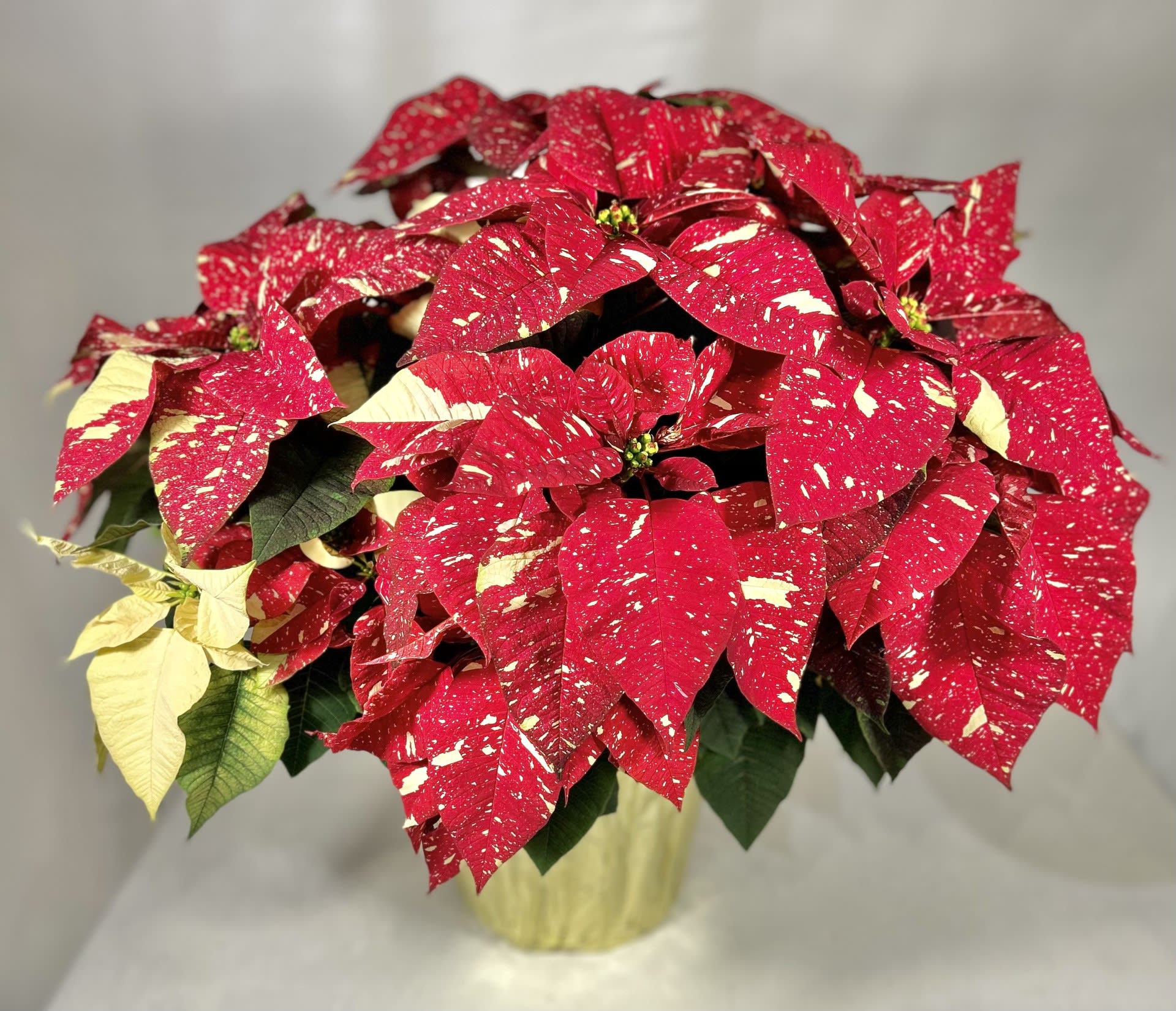 Jingle Bells Poinsettia 10&quot; - A Red and White Mixed Poinsettia that have been a holiday favorite for many generations…and for a very good reason. It practically screams &quot;Merry Christmas!&quot;  Christmas poinsettias will brighten any holiday celebration and bring joy to all who share the holidays. 