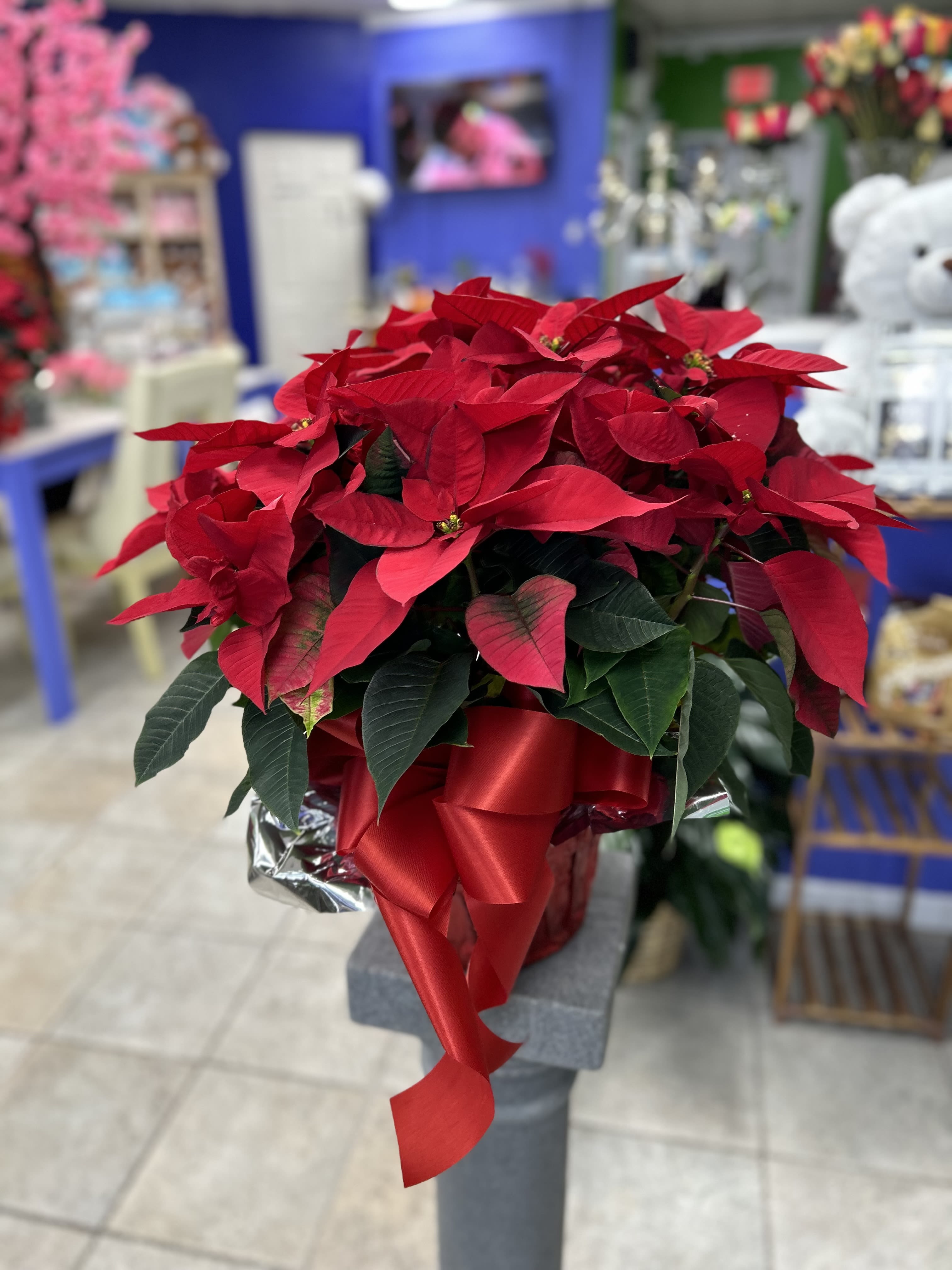 Red Poinssetia - Special gift for your special ones 