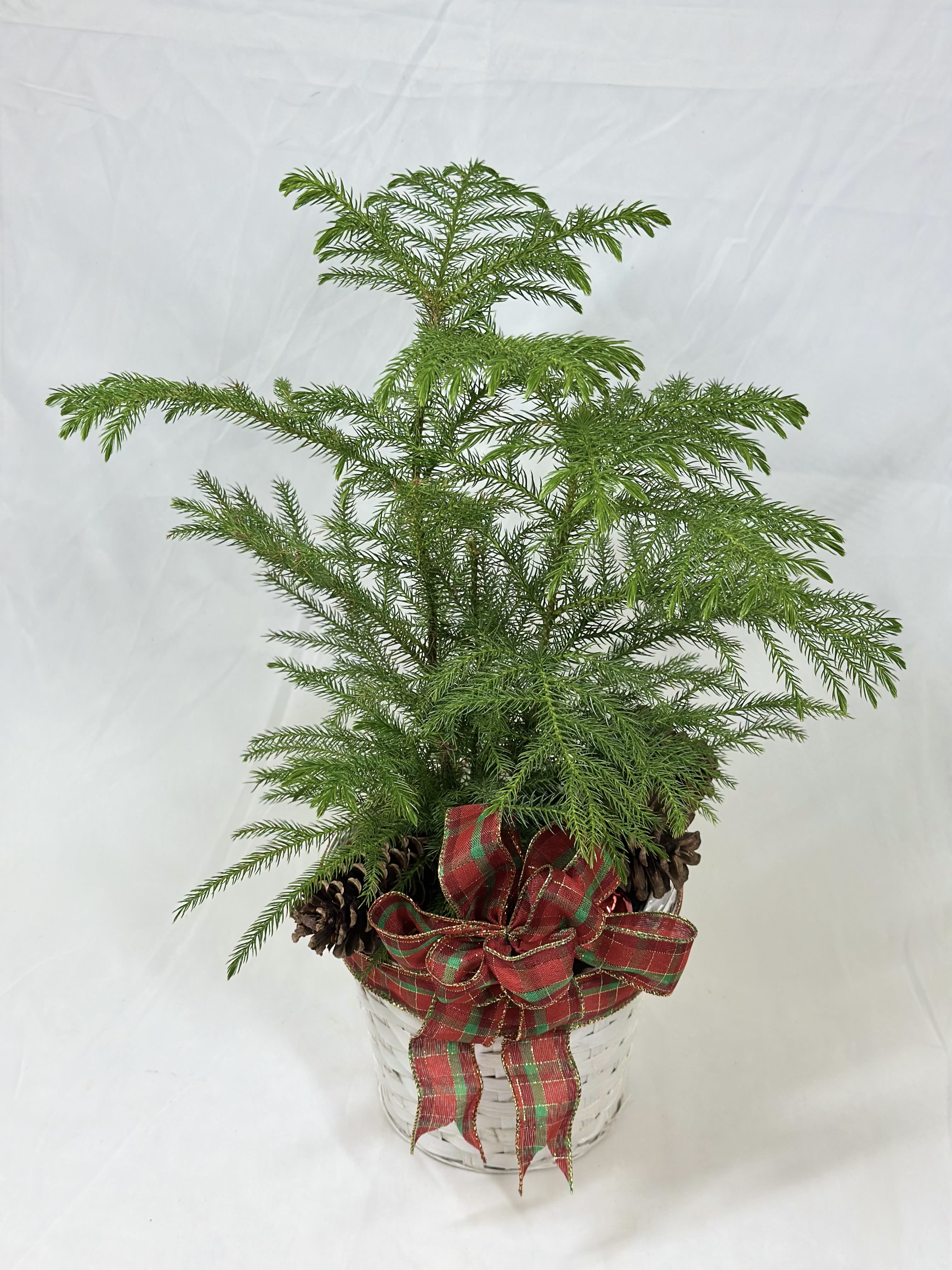 Norfolk Island Pine - A little Norfolk Island Pine tree plant will bring a hint of holiday magic to any home! Our trees come in 4 inch or 6 inch pots. These plants are slow growing and can be enjoyed for many years to come! Each tree is in a decorative container with some Christmas baubles and flare. For an even more stunning option, chose our premium option with a poinsettia and a pine tree!