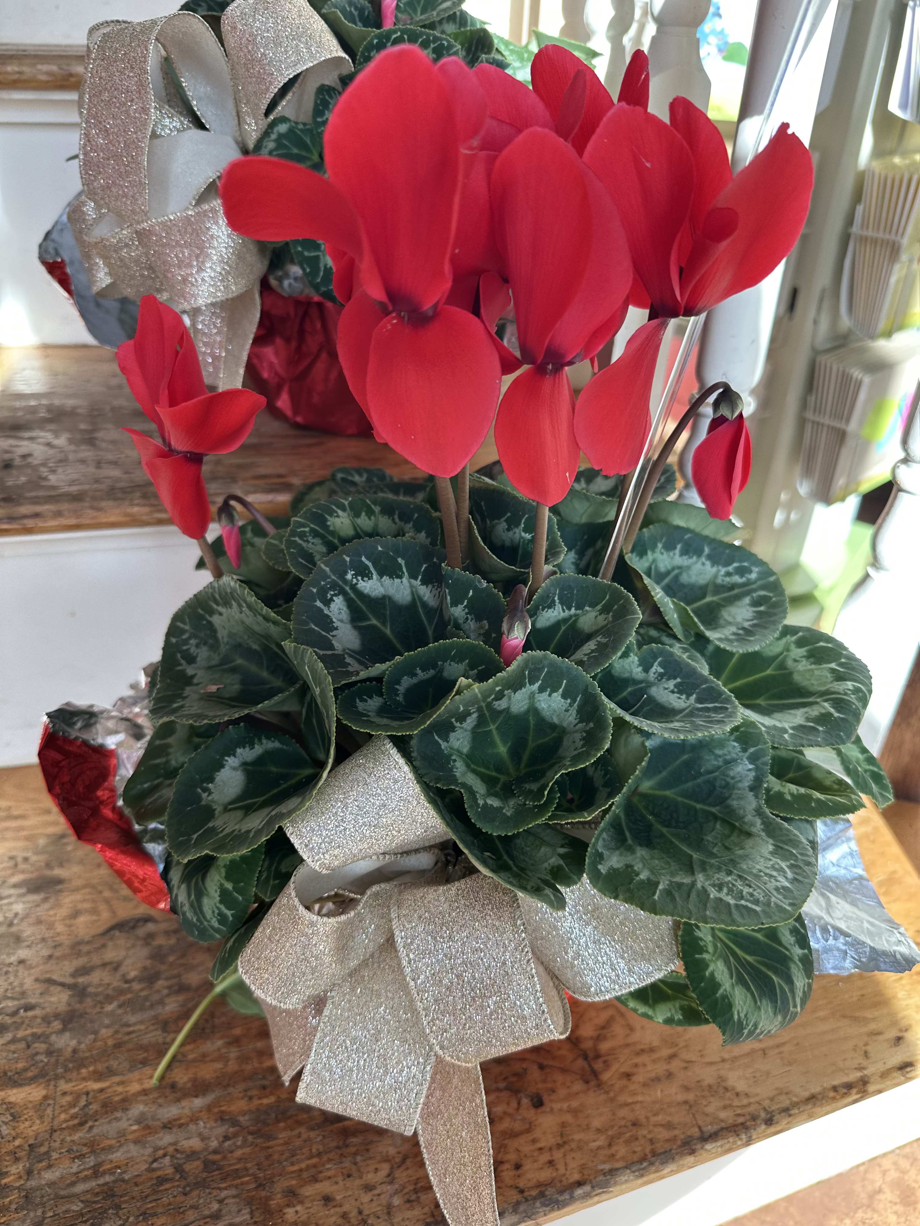 Christmas Red Cyclamen plant - Christmas Red Cyclamen plant foiled with a beautiful bow