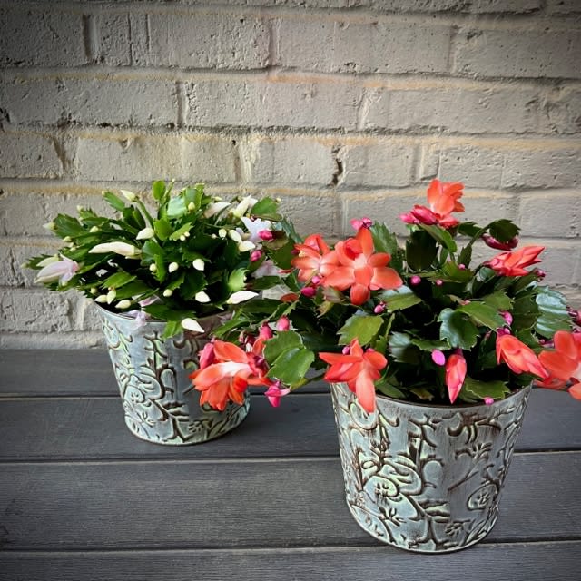 Zygo &quot;Christmas&quot; Cactus in 6 Inch Tin container - The Christmas cactus; one of our favorite and best-selling Christmas plants. The small Christmas cactus is presented in a 6 inch silver tin container. Cactus color variations include white, red, pink and peach. For a specific color, please specify in the &quot;Special Notes&quot; section. The Christmas Cactus is an easy-care plant that blooms annually, at the same time each year, and can be enjoyed for decades!