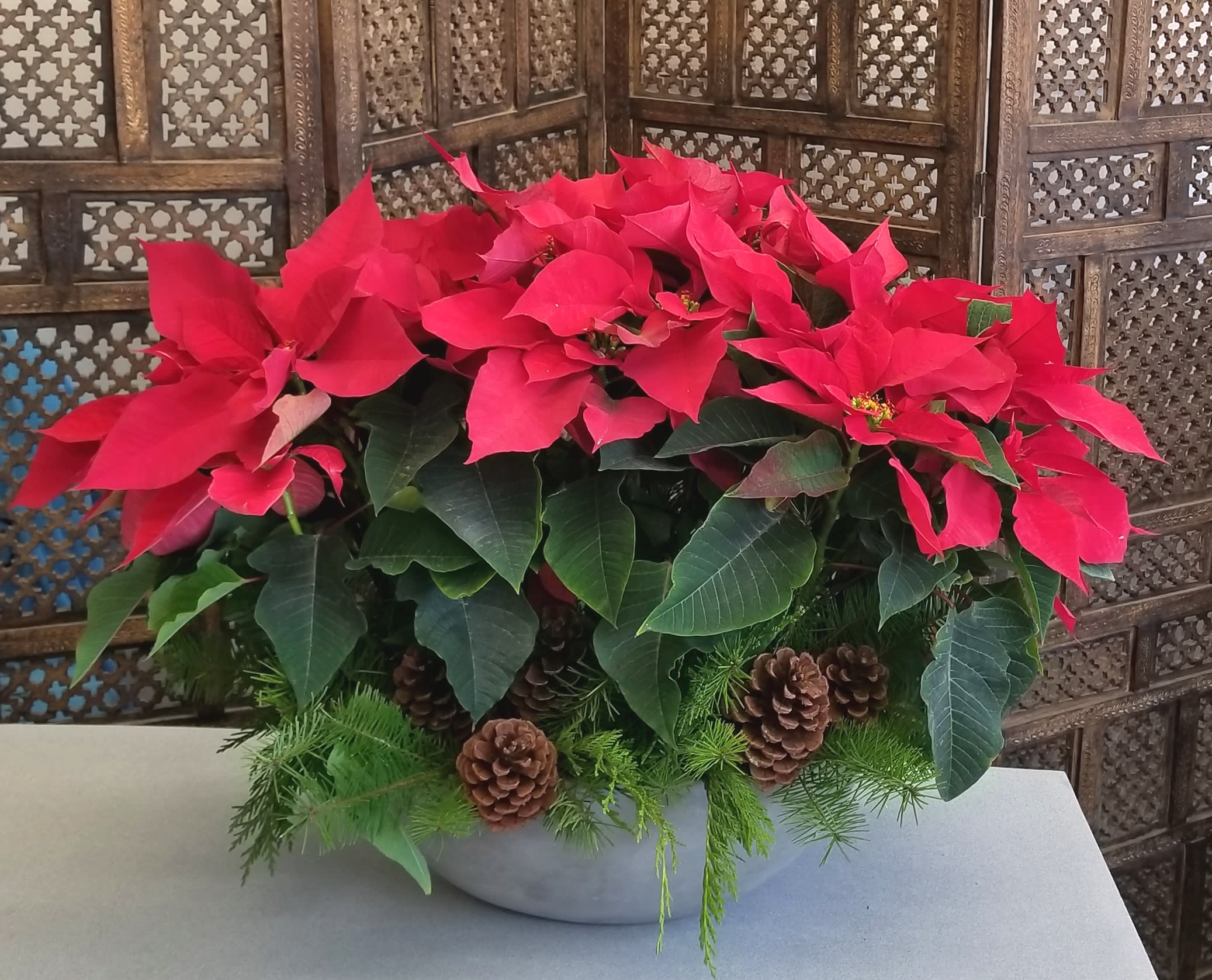 A Modern Poinsettia - Give a lasting Holiday Gift.  These Stone container is potted with live Poinsettia plants and accented with Winter Greens and Pine Cones for Color, Scent and Holiday Cheer.  It makes a wonderful gift that will last through the Holidays!  (** DELUXE SHOWN)