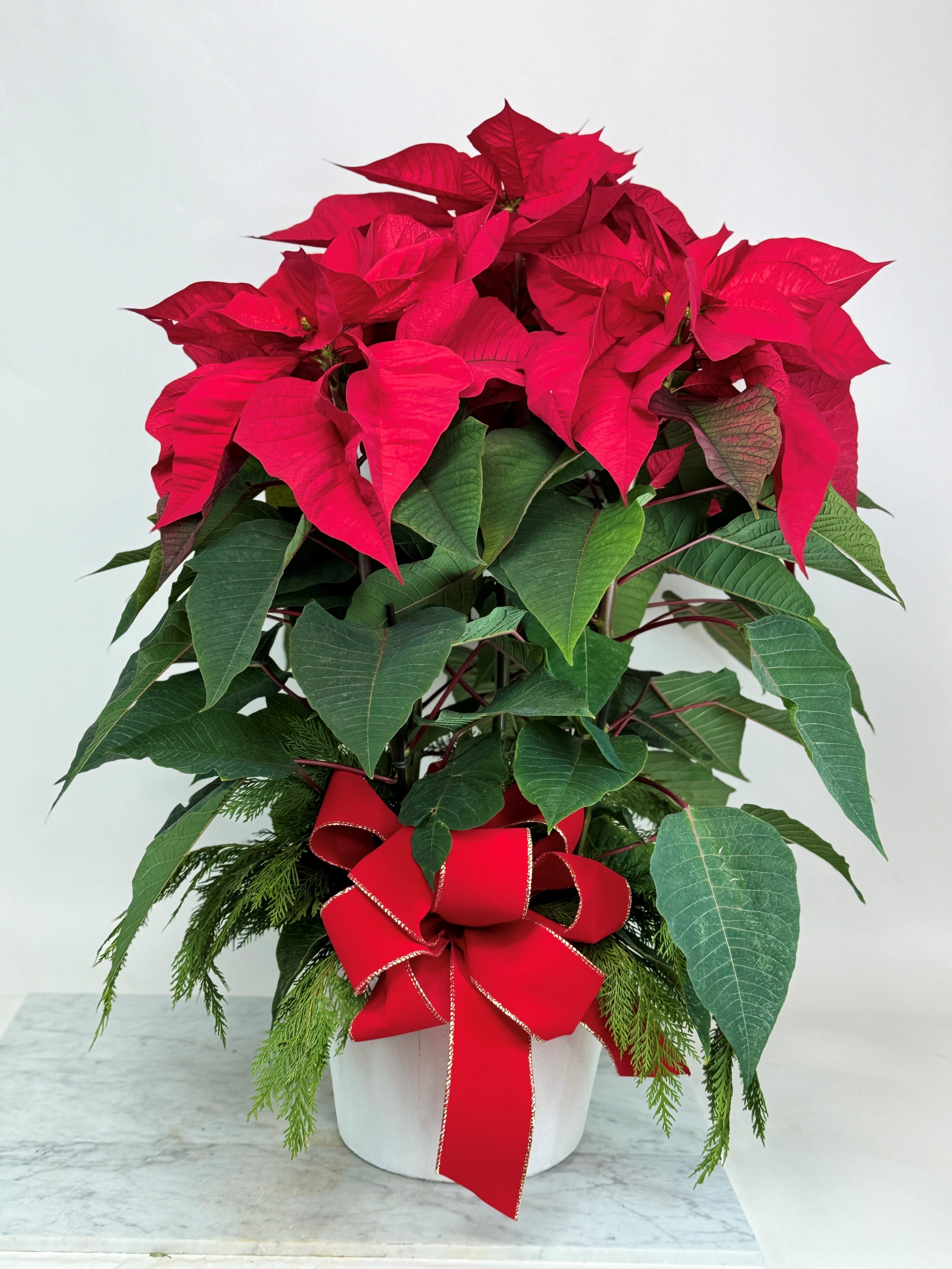 Quintessential Poinsettia - Premium multi plant poinsettia in a white container with big red bow and holiday green accents.