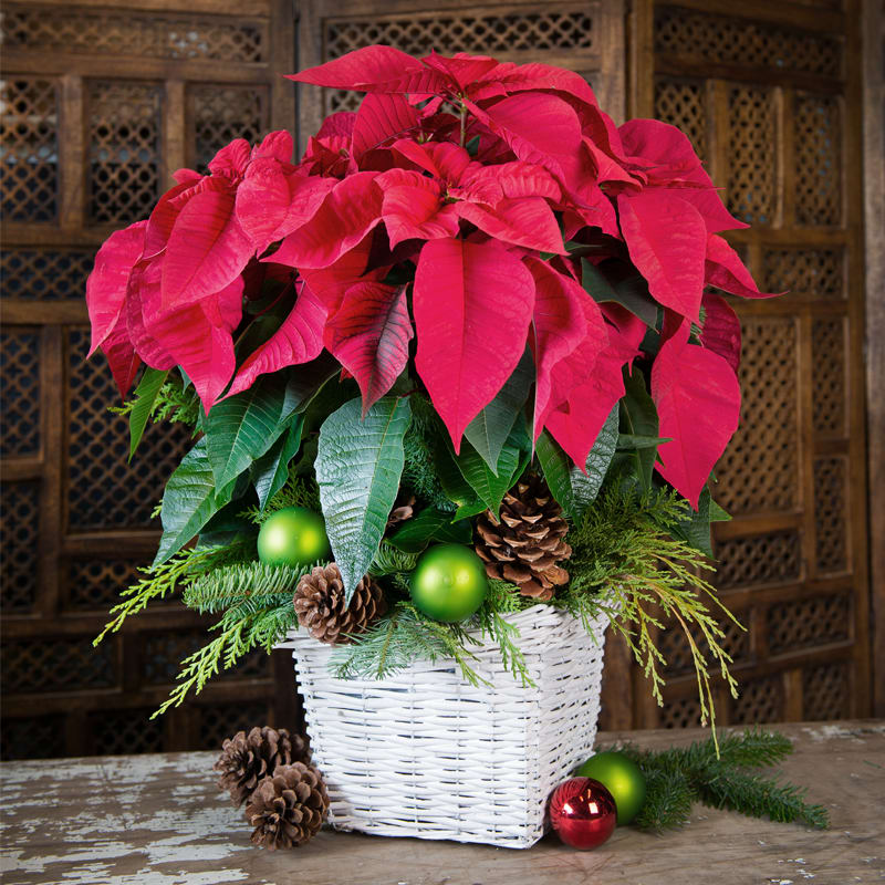 Poinsettia Holiday - Poinsettia, medium to large in a white basket adorned with fresh greens, pine cones, ribbons and ornaments. Grown as multiple plants in one pot excellent lasting and large beautiful blooms,