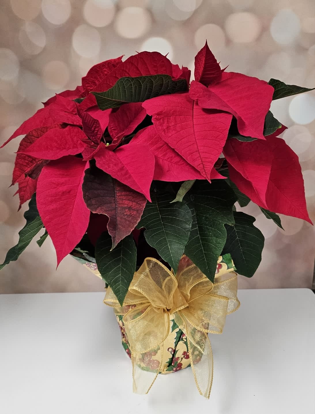 Poinsettia - Poinsettia wrapped in Holiday Foil and embellished with a beautiful Christmas Bow. Standard Size is 6", Deluxe is 8.5" and Premium is 10"