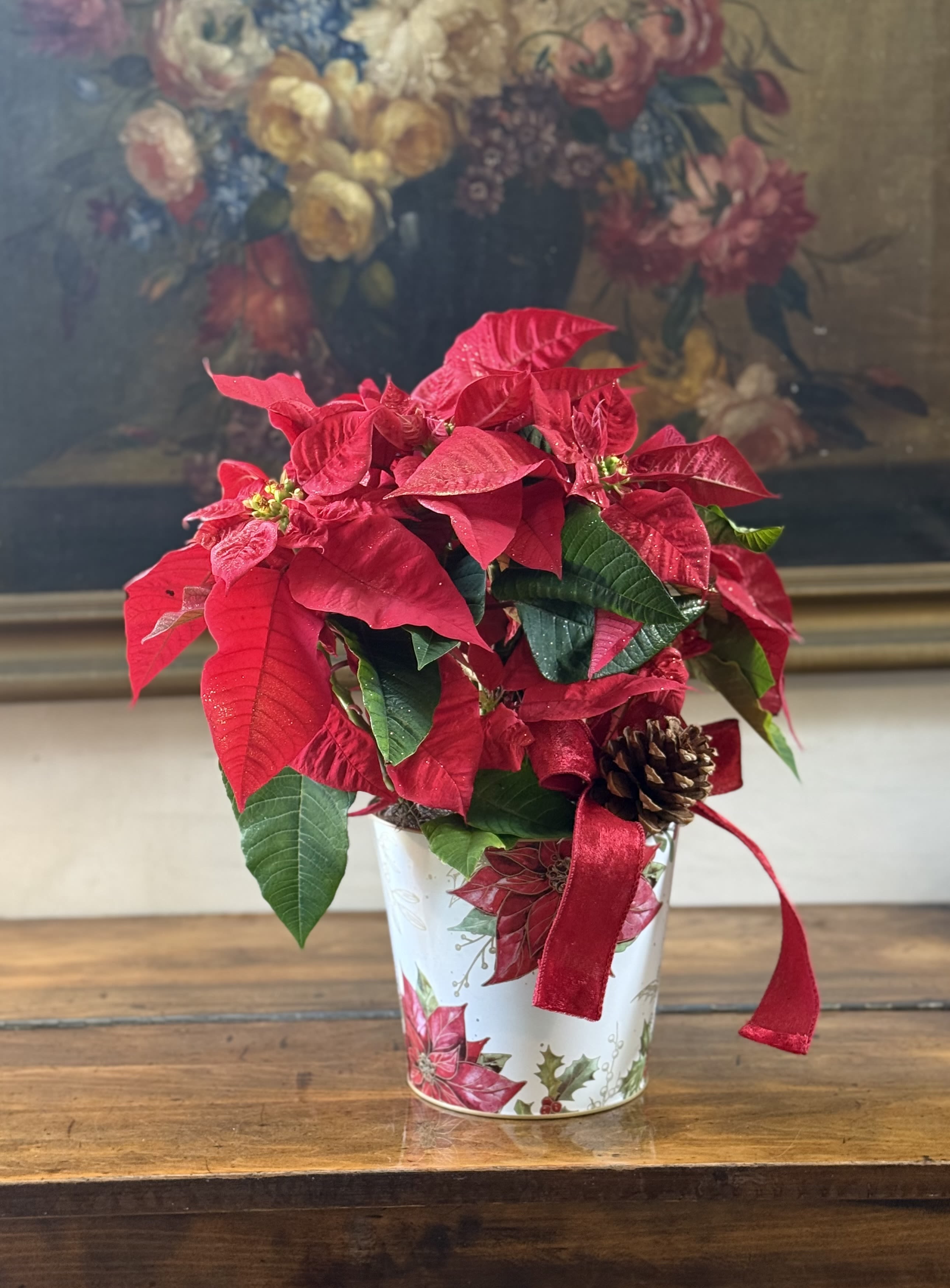 Christmas Poinsettia Plant  - A gorgeous Poinsettia Plant in a beautiful Christmas poinsettia tin decorated with a bow and a pinecone. 