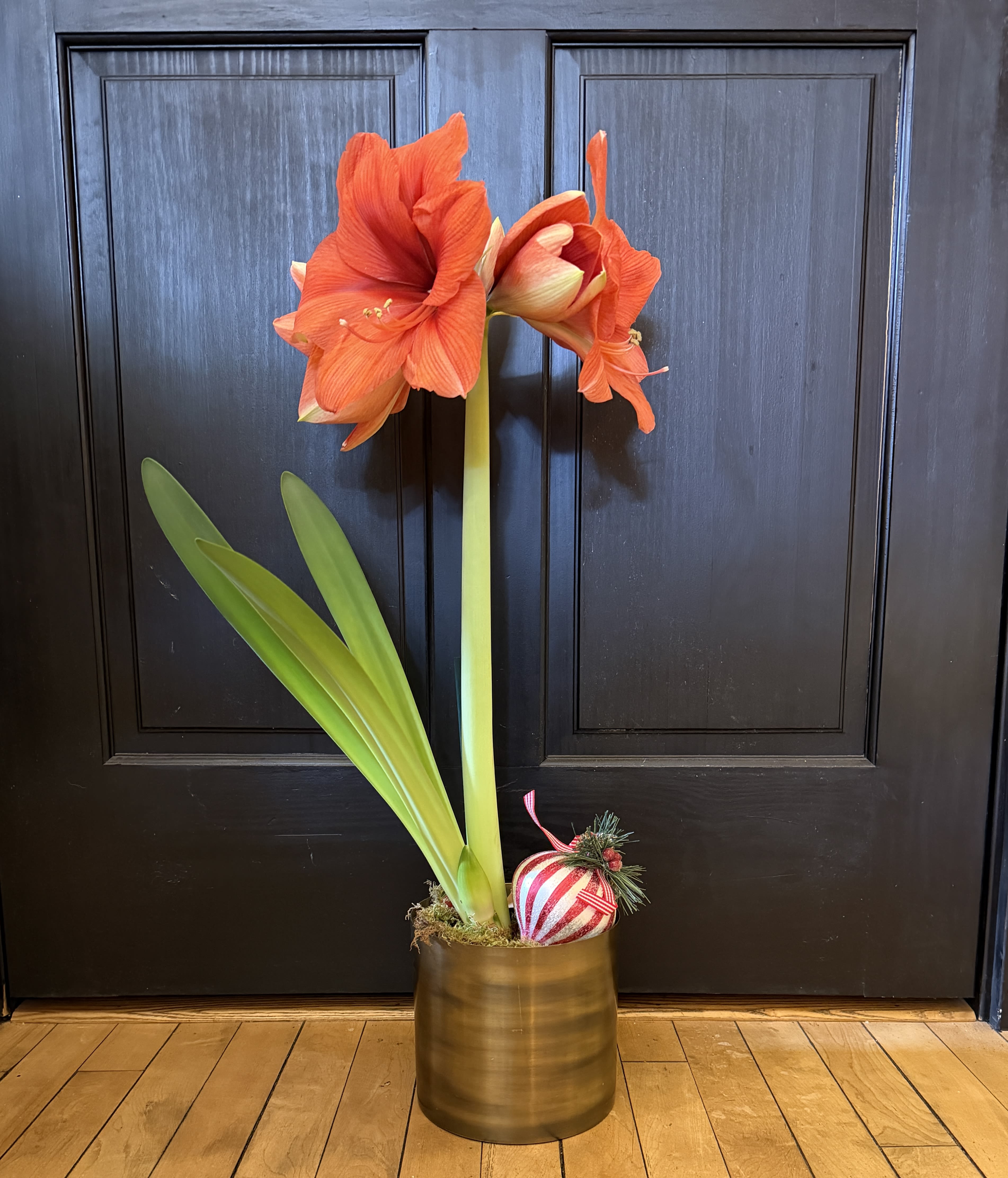 Amaryllis - Nothing says Merry Christmas quite like an amaryllis plant! It's joyful, very easy to take care of and lasts a long time. When it comes to holiday gifts, the amaryllis really is a natural.  Adorn with an ornament of our choosing presented in a metal container.  Available in red and white.