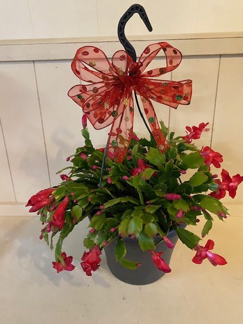 CHRISTMAS CACTUS - CHRISTMAS CACTUS (COLORS MAY VARY)
