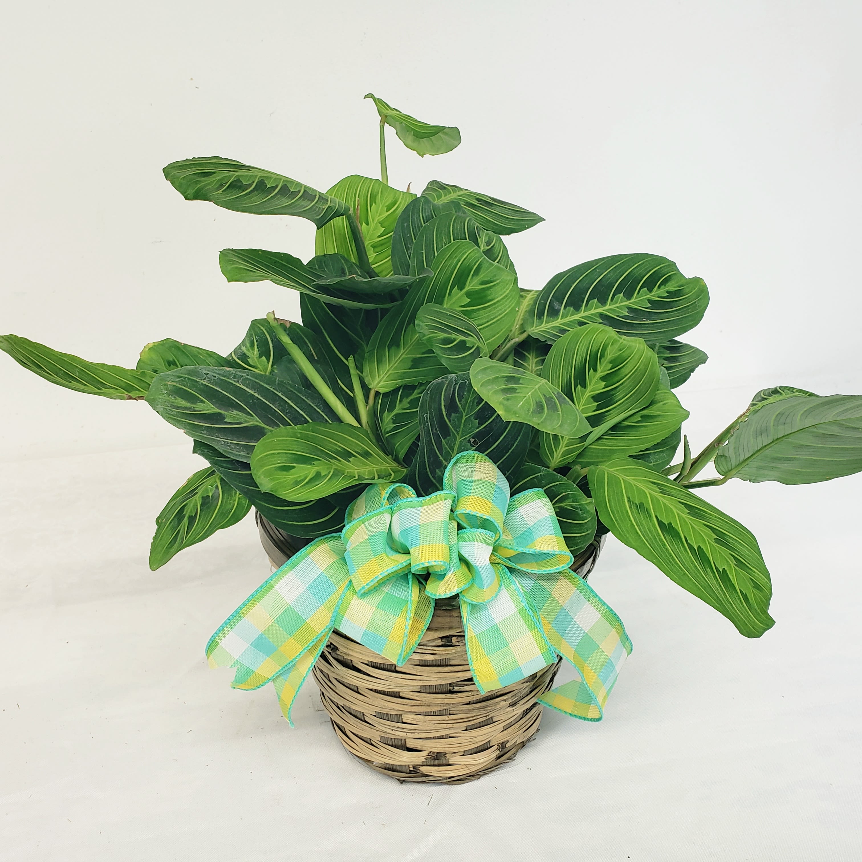 Prayer Plant - Lemon - Beautiful tropical that derives its name from folding its leaves like praying hands at night. This variety is known as Lemon Maranta. Comes in a 6" basket. 