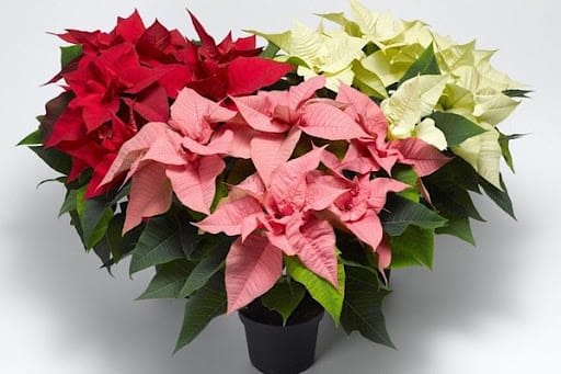 Medium Sized Poinsettia. Assorted Colors - Make a statement with this poinsettia plant. It is accented with a matching decorative bow and gold pot cover. 