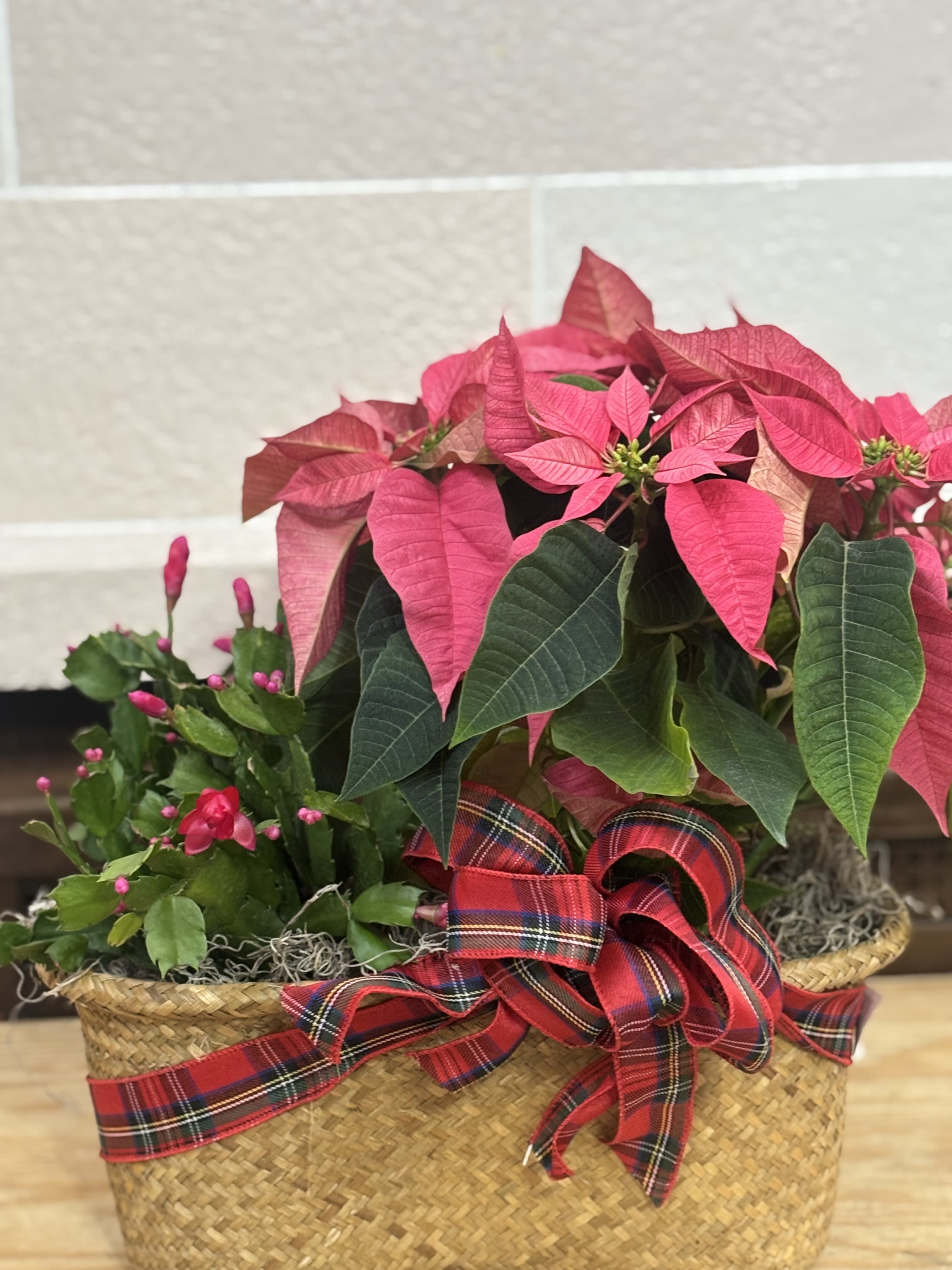 Christmas Cactus and Poinsettia Peanut  - A 6&quot; Christmas Cactus and a 6&quot; Poinsettia in a peanut planter. 