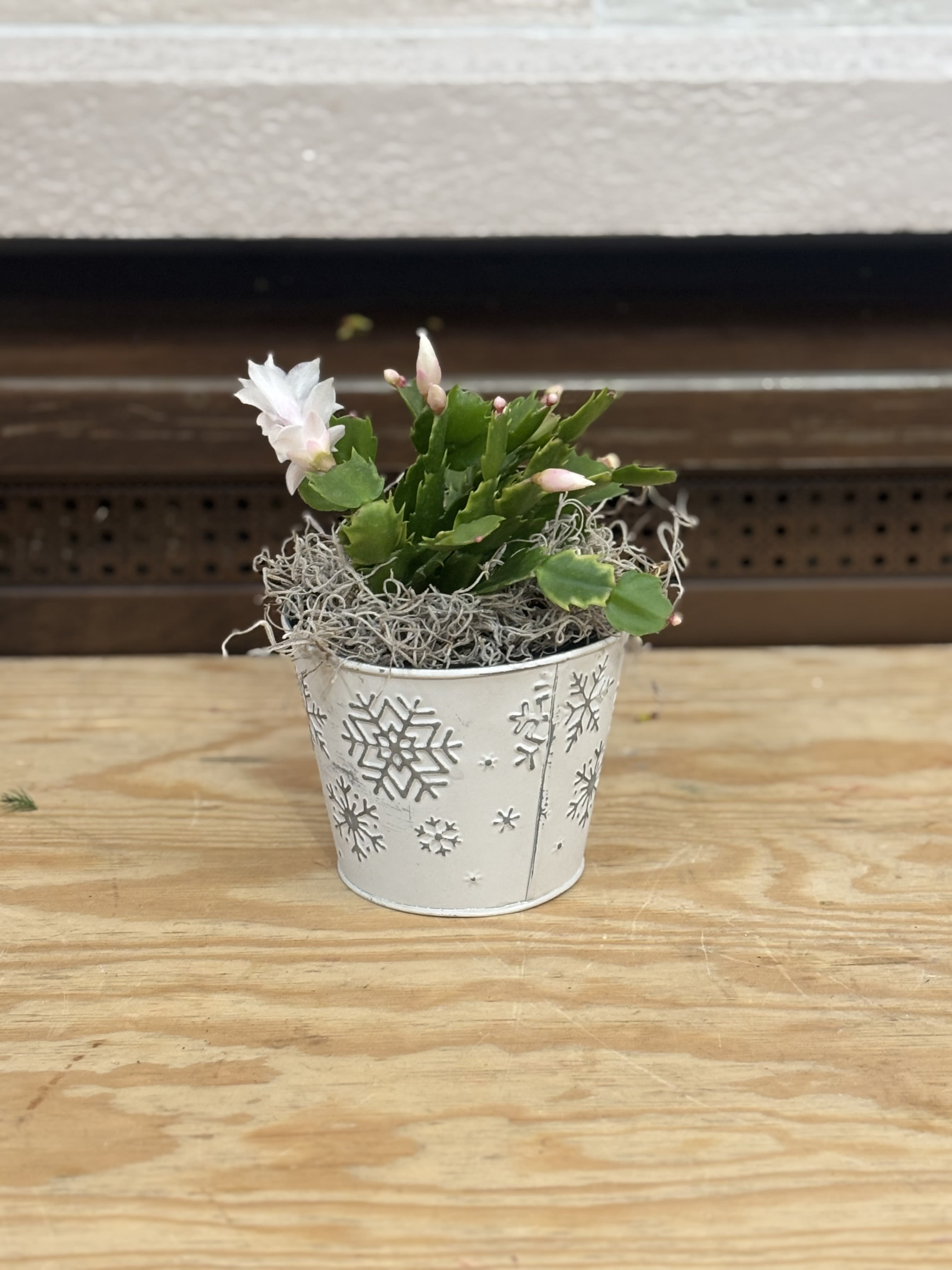 Snowflake Christmas Cactus  - A 4&quot; Christmas Cactus planted in a snowflake container. 