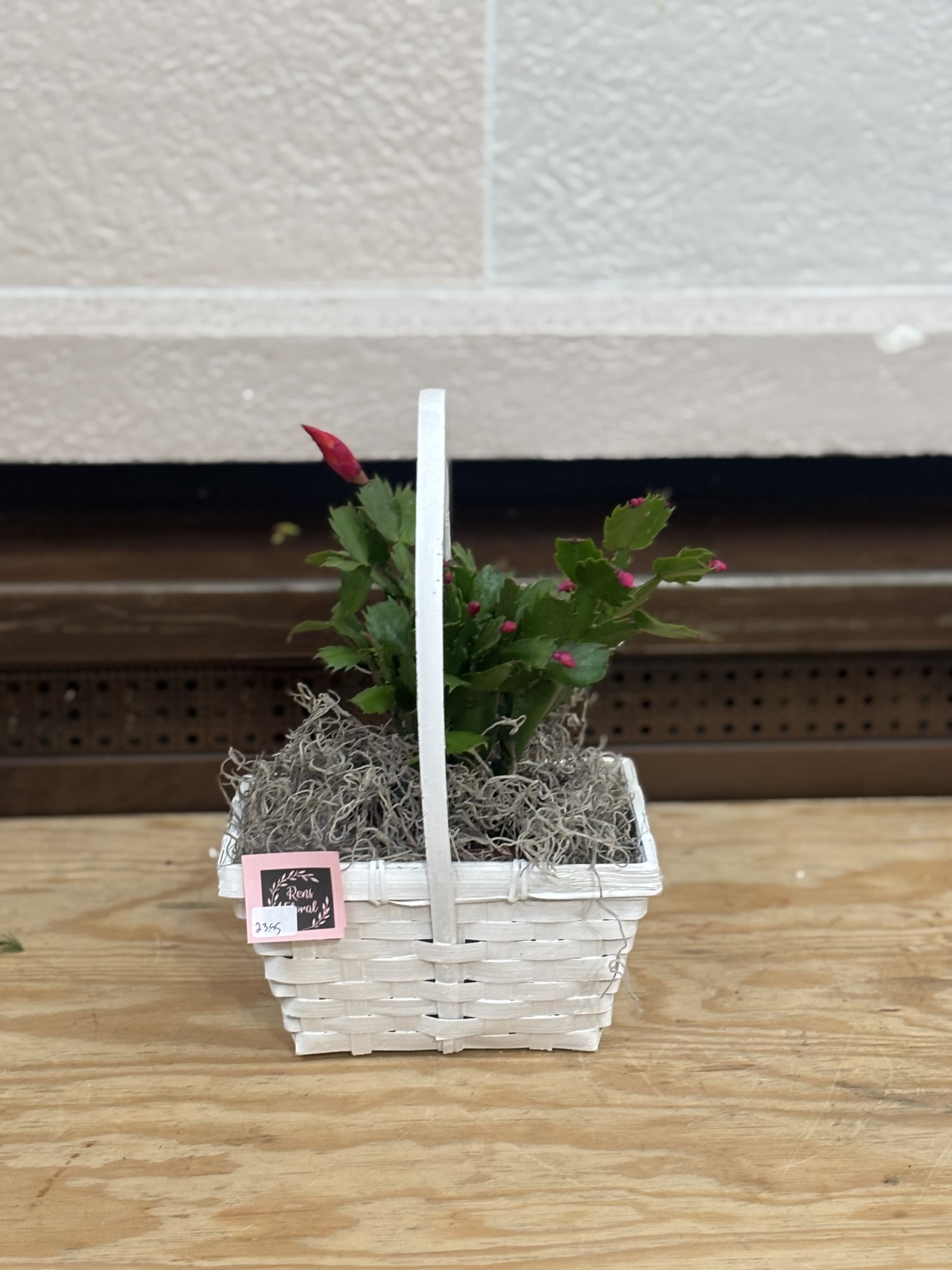 Christmas Cactus Basket  - A 4&quot; Christmas Cactus in a handled basket. 