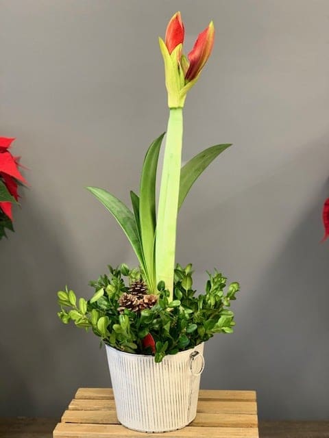 Classic Amaryllis Plant - Classic red Amaryllis plants in decorative pot is always a favorite during the holiday season.