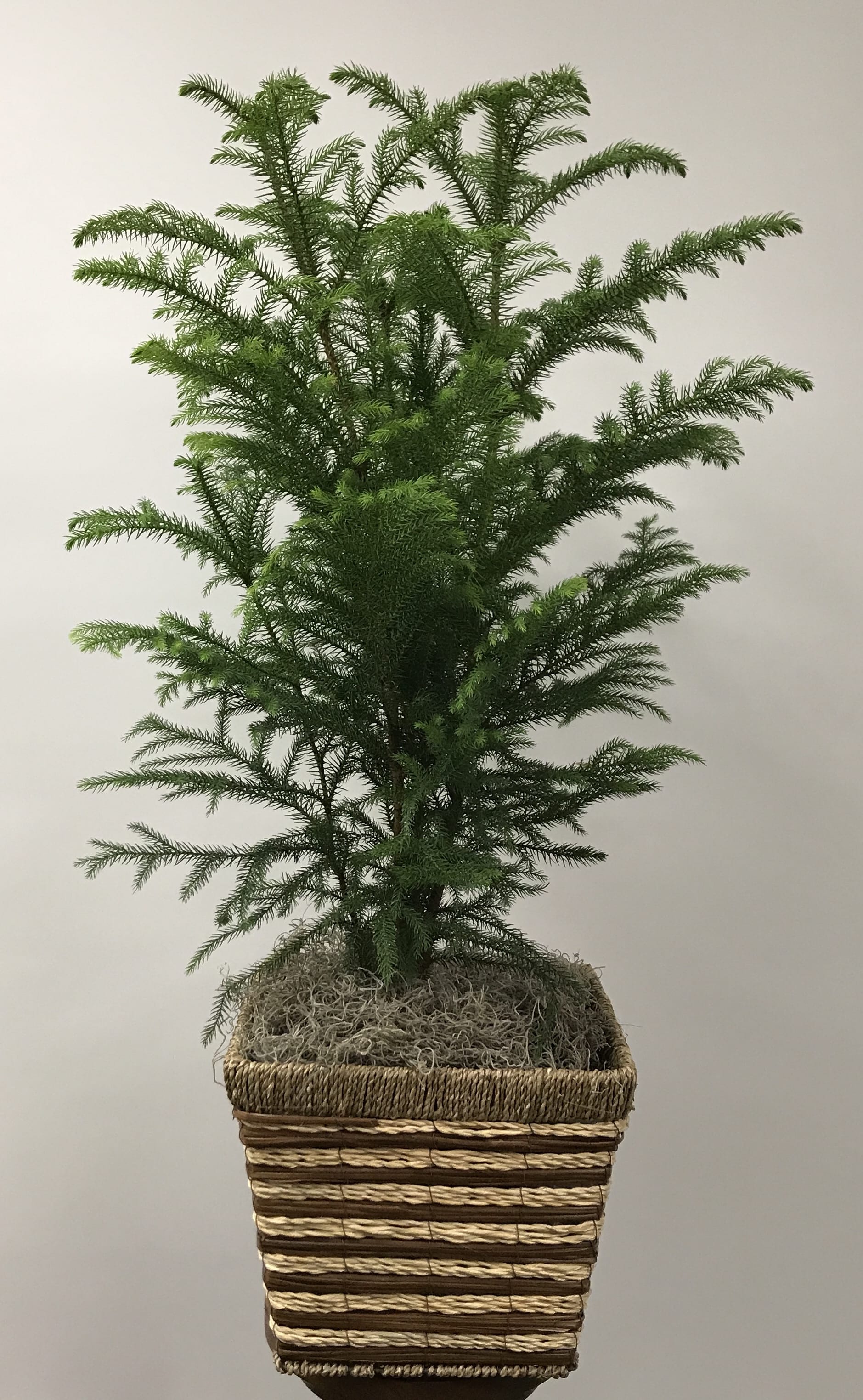 Large Norfolk Pine with Designer Basket in 8 inch pot. - Beautiful green plant that can even be decorated as a Christmas Tree!!