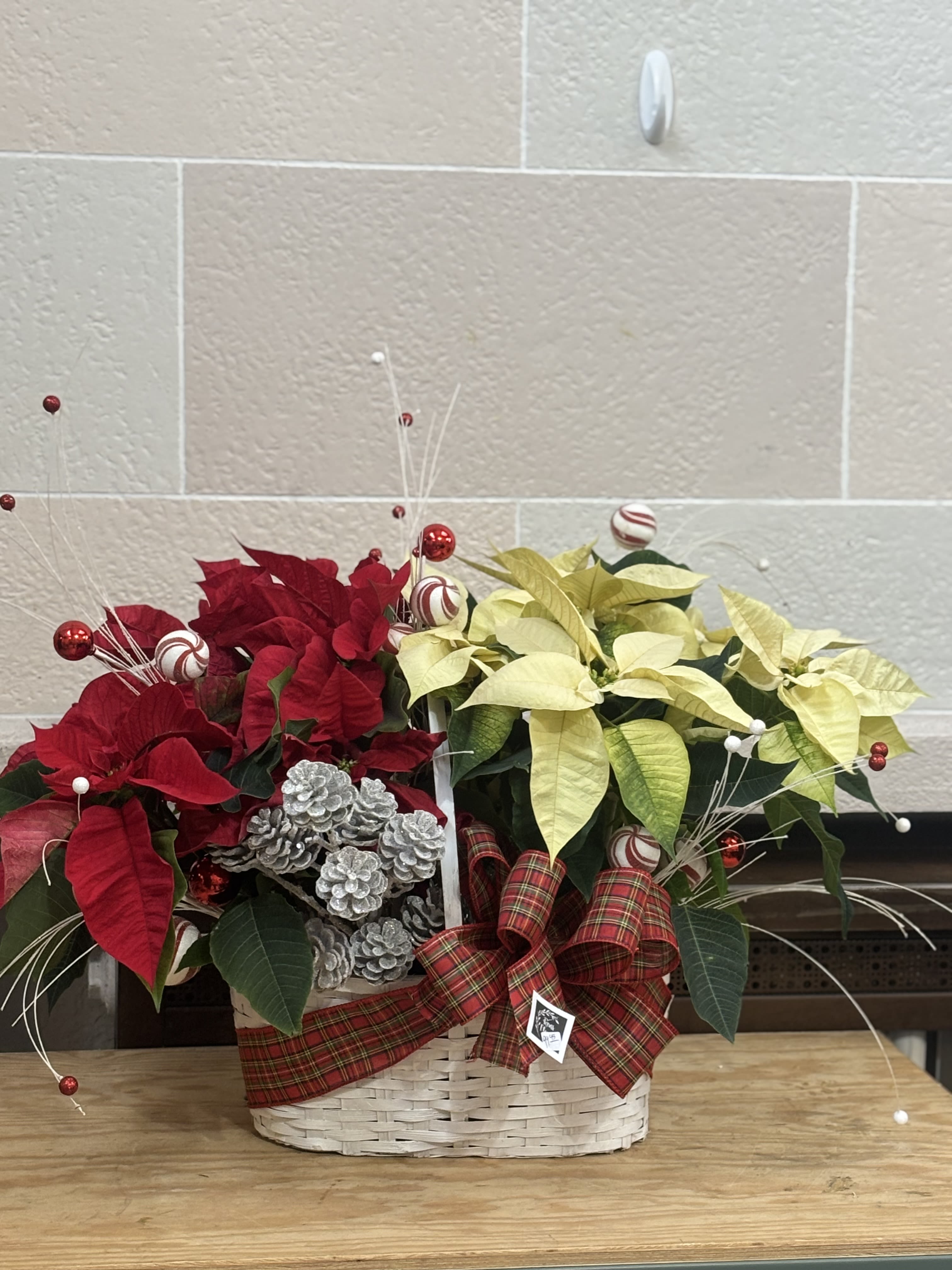 Poinsettia Basket - 2 6&quot; poinsettias in a handled basket with artificial pinecones and peppermint sprigs. 