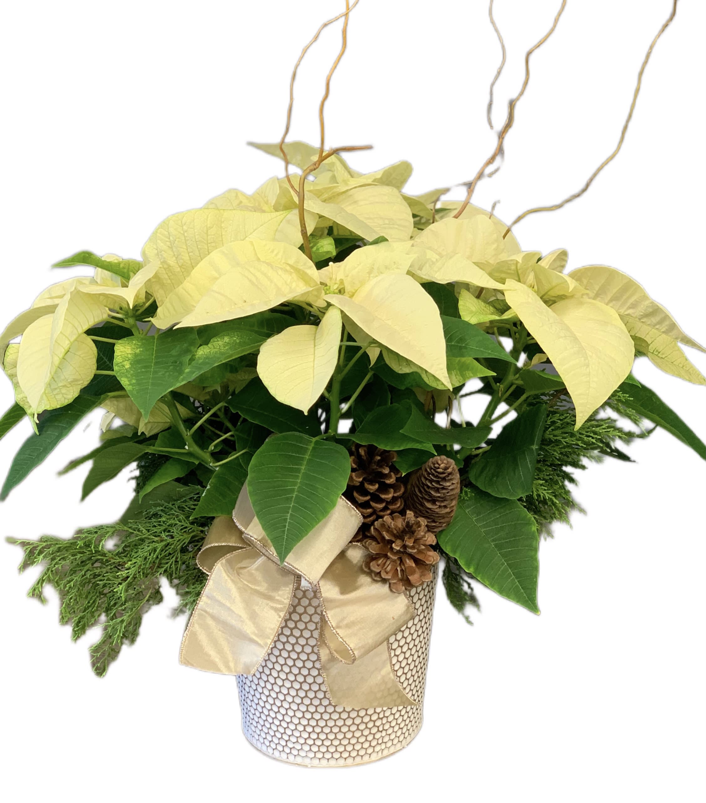 White Poinsettia  - White poinsettia in a decorative container accented with Xmas greens and trimmings 6in 