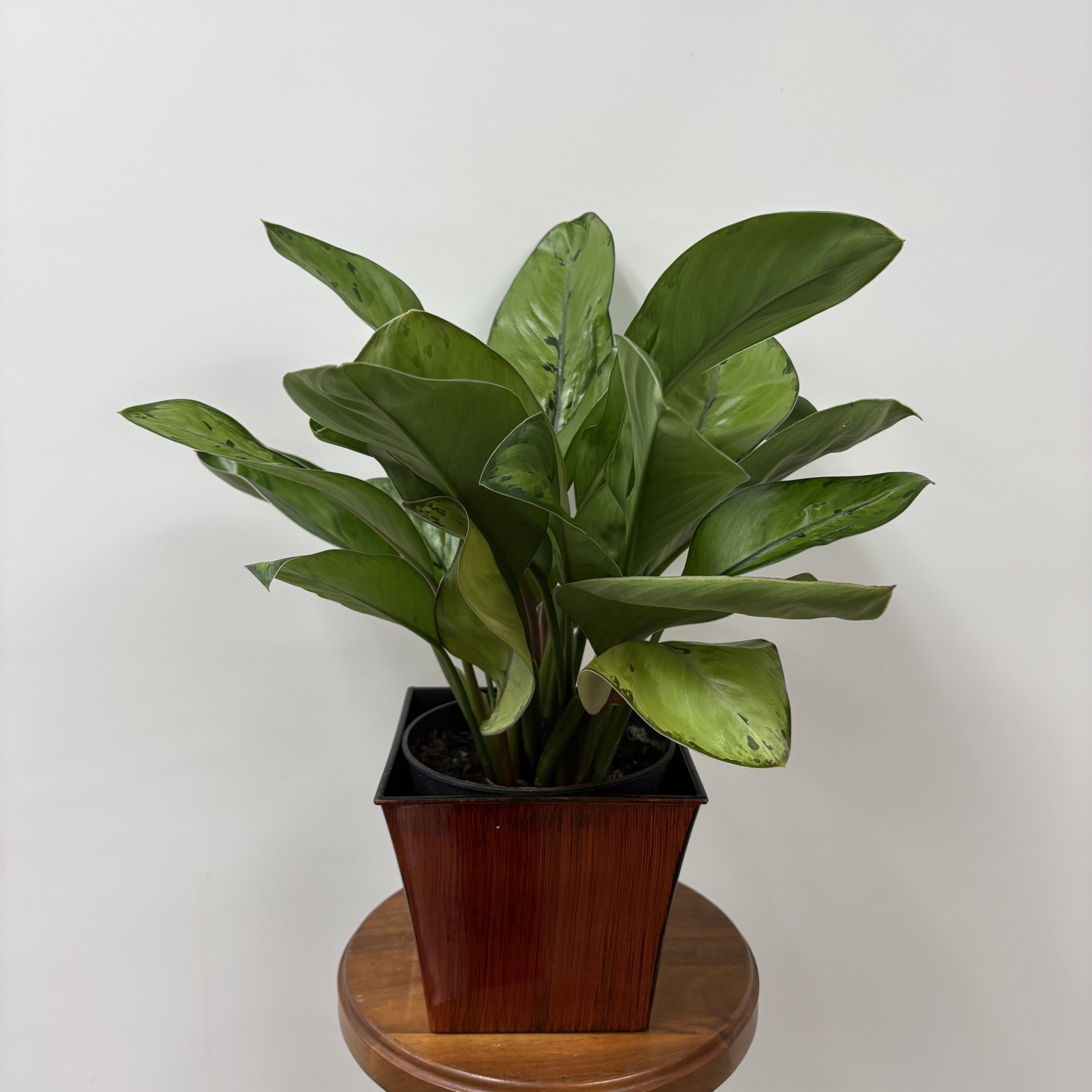 Homalomena Selby - Easy care green plant in a 6&quot; container