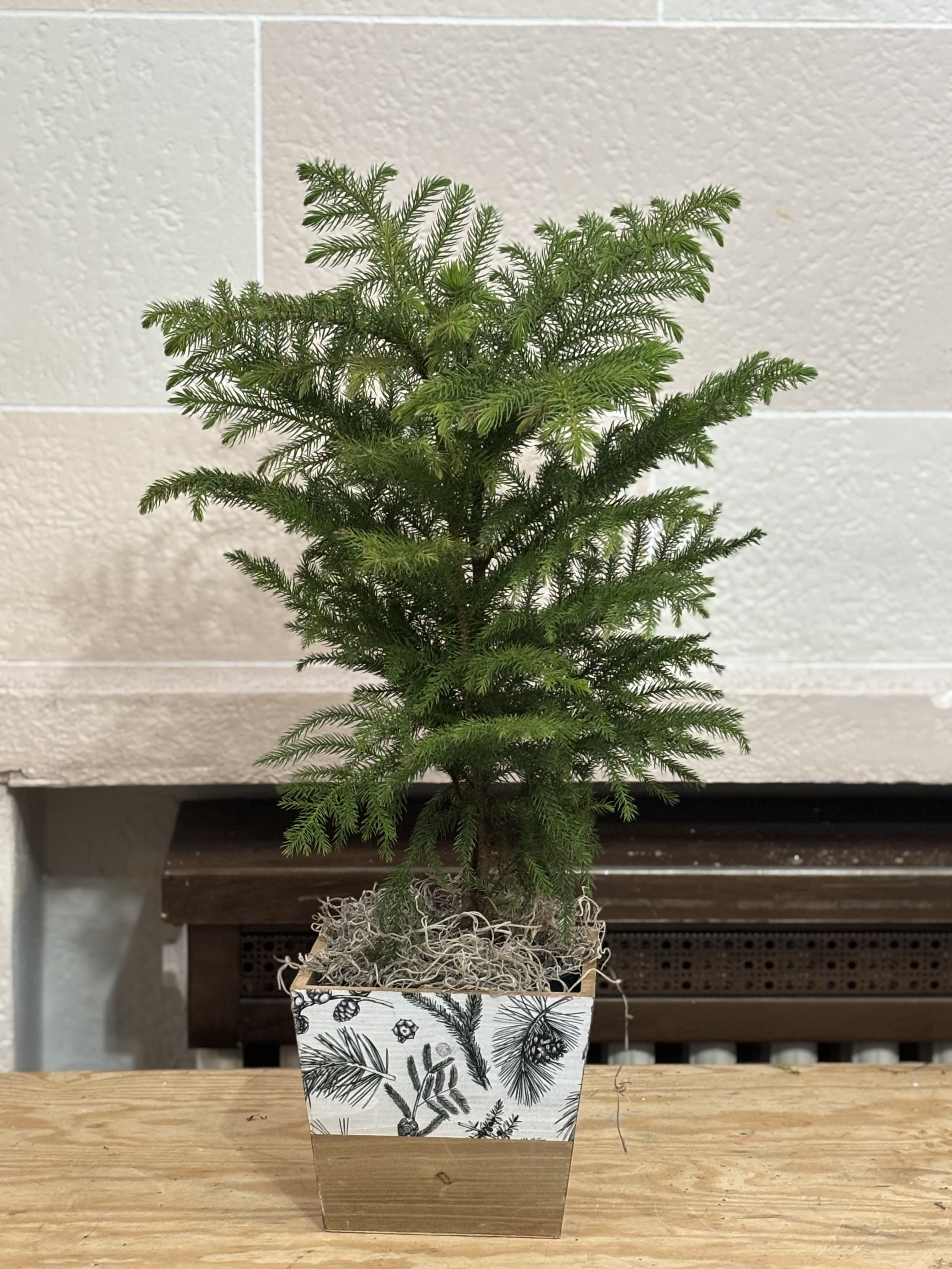 6&quot; Norfolk Pine  - A 6&quot; norfolk pine planted in a patterned wooden pot. 
