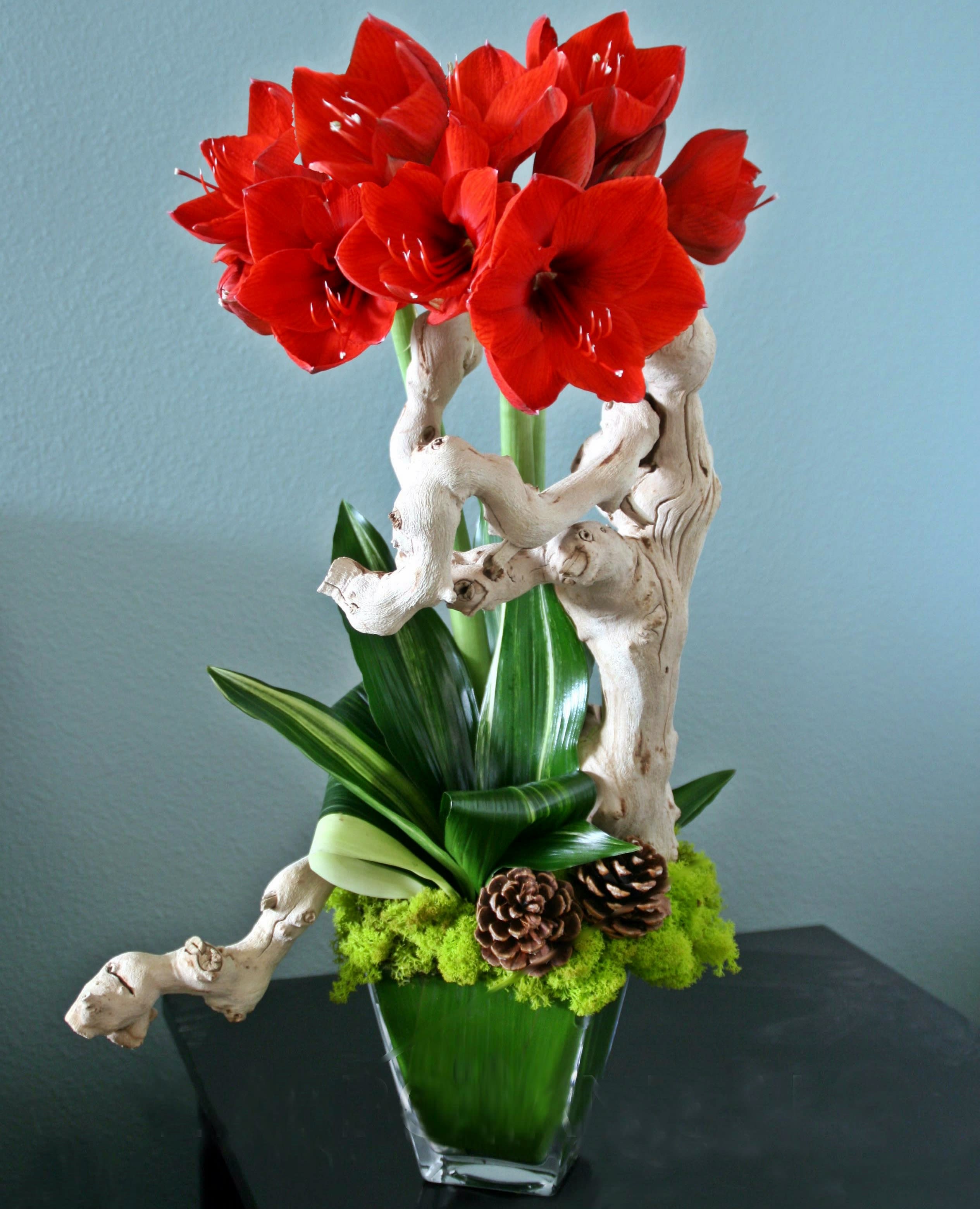 Red Velvet - Both beautiful and modern, this design features gorgeous red Amaryllis paired with grapevine. A wonderful seasonal bouquet, it is accented by pine cones, moss and folded leaves. Stands approx. 18&quot; tall.