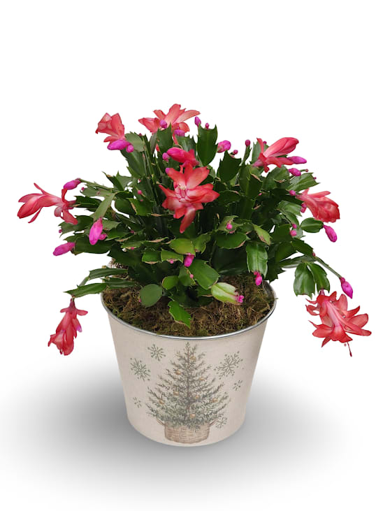 4&quot; Christmas Cactus Plant - Select this charming seasonal plant in a coordinating container. Exact container and shade of blooms may vary.