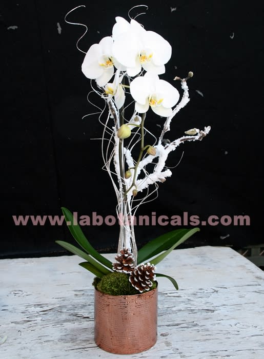 Winter Orchid - A lovely white Phalanopsis orchid plant dressed for the season with snowy branches, moss and pinecones. Presented in a lovely and unique container, this makes a perfect holiday gift! Stands approx. 24&quot; tall.