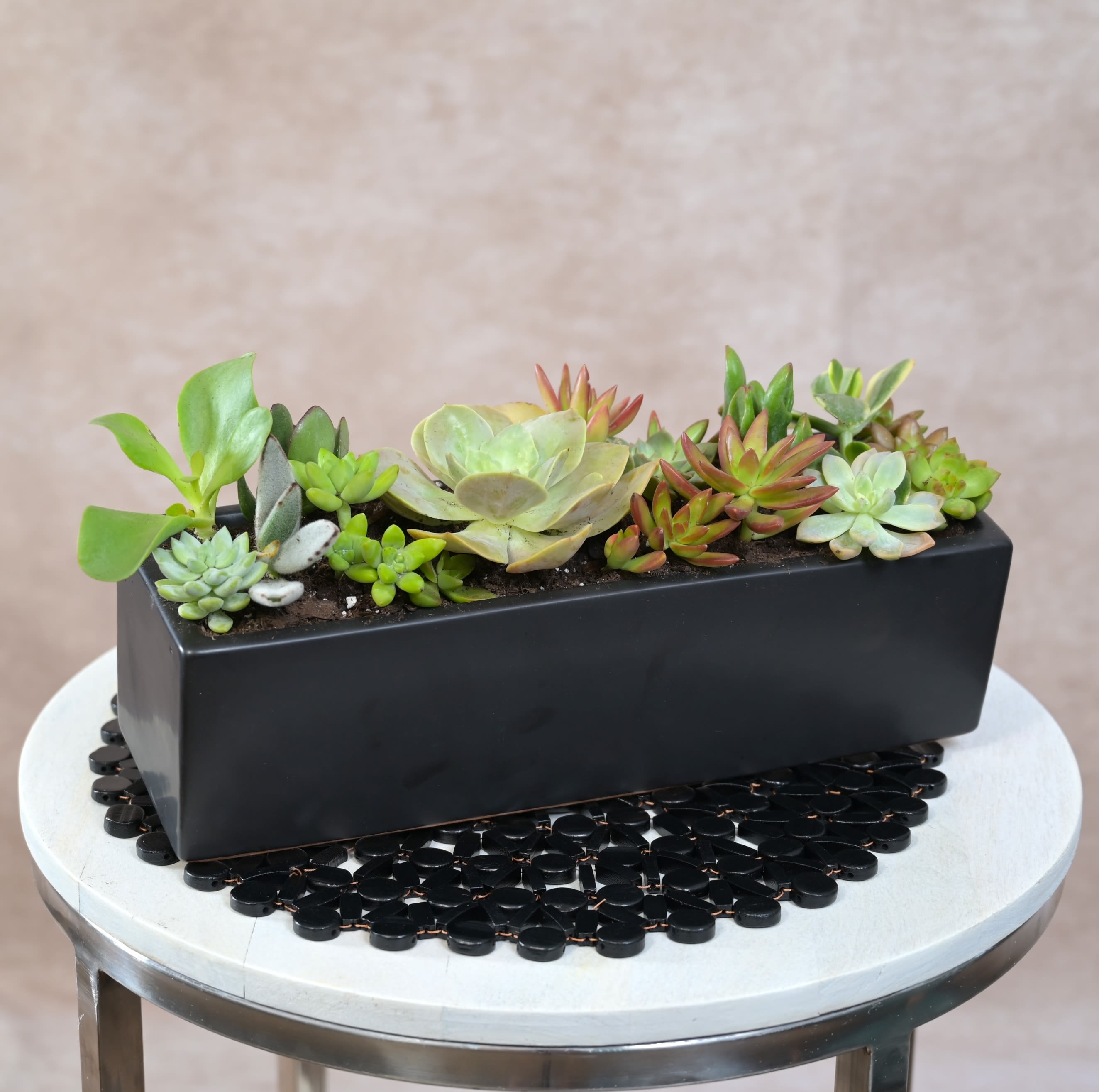 Elegant Succulent Garden in Black Ceramic -   Elegant Succulent Garden in Black Ceramic Approx. Size: 14" x 4"  Modern, long-lasting, and effortlessly sophisticated, this elevated succulent garden is designed in a sleek black ceramic vessel that brings a refined, contemporary touch to any space. A curated blend of lush green, pastel-tinted, and sculptural succulents creates a beautiful interplay of texture and color—perfect for gifting, desks, entry tables, or any spot that calls for stylish, low-maintenance greenery. These hardy plants thrive with minimal care, offering enduring natural beauty far beyond traditional cut-flower arrangements.  Please Note: Our arrangements are handcrafted, and no two pieces are ever identical. Variations in flower types, color tones, and exact placement will occur based on daily availability. We do not create factory-duplicate designs — instead, we recreate the style, palette, and overall feel of the arrangement while ensuring every piece is fresh, beautiful, and premium. 