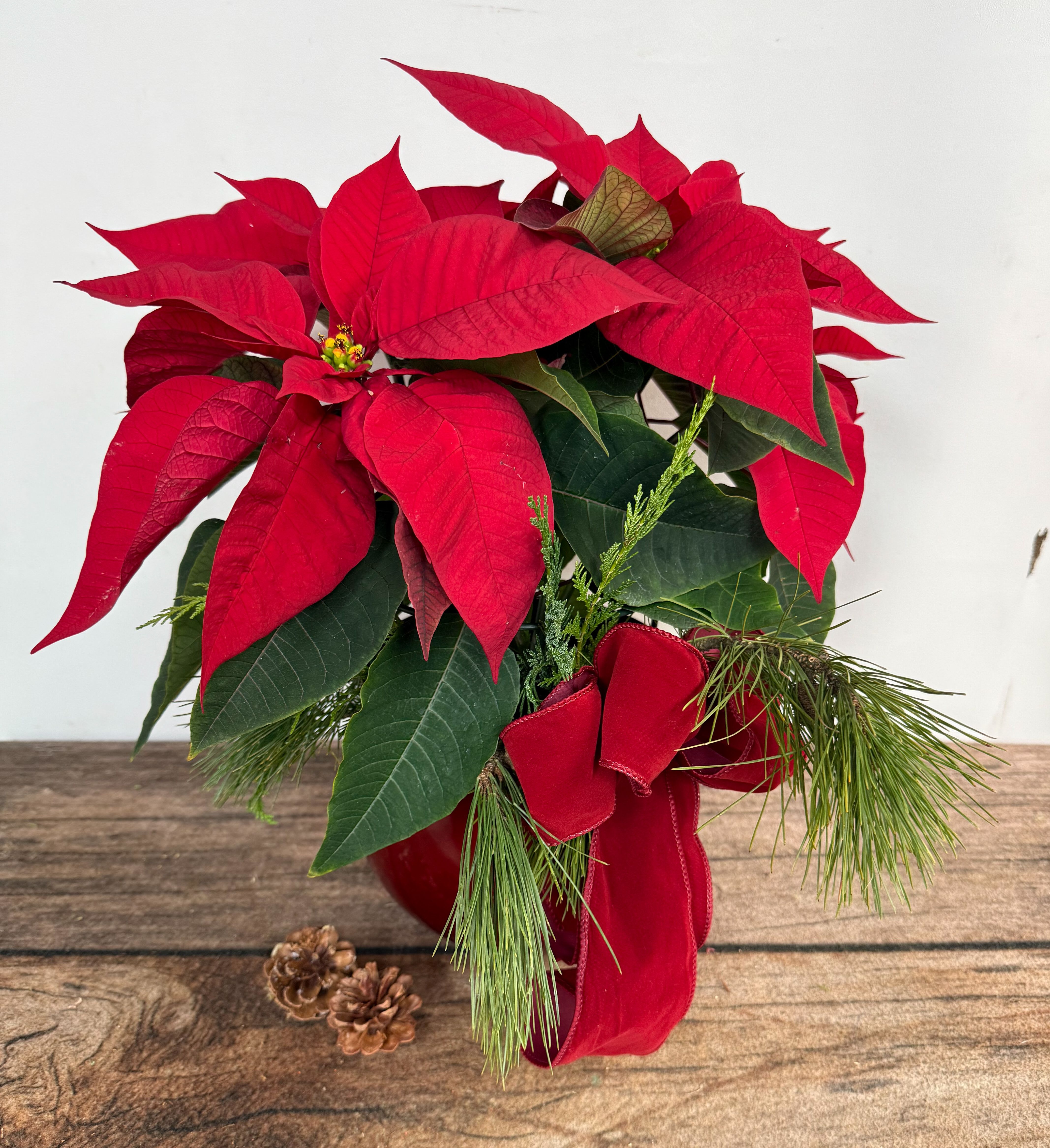 Poinsettia - Always fresh with beautiful flowers. A classic holiday gift in a keepsake container dressed with winter greens and a bow. Perfect for a table top. Overall gift size 16&quot;lx9&quot;w Container color will vary.