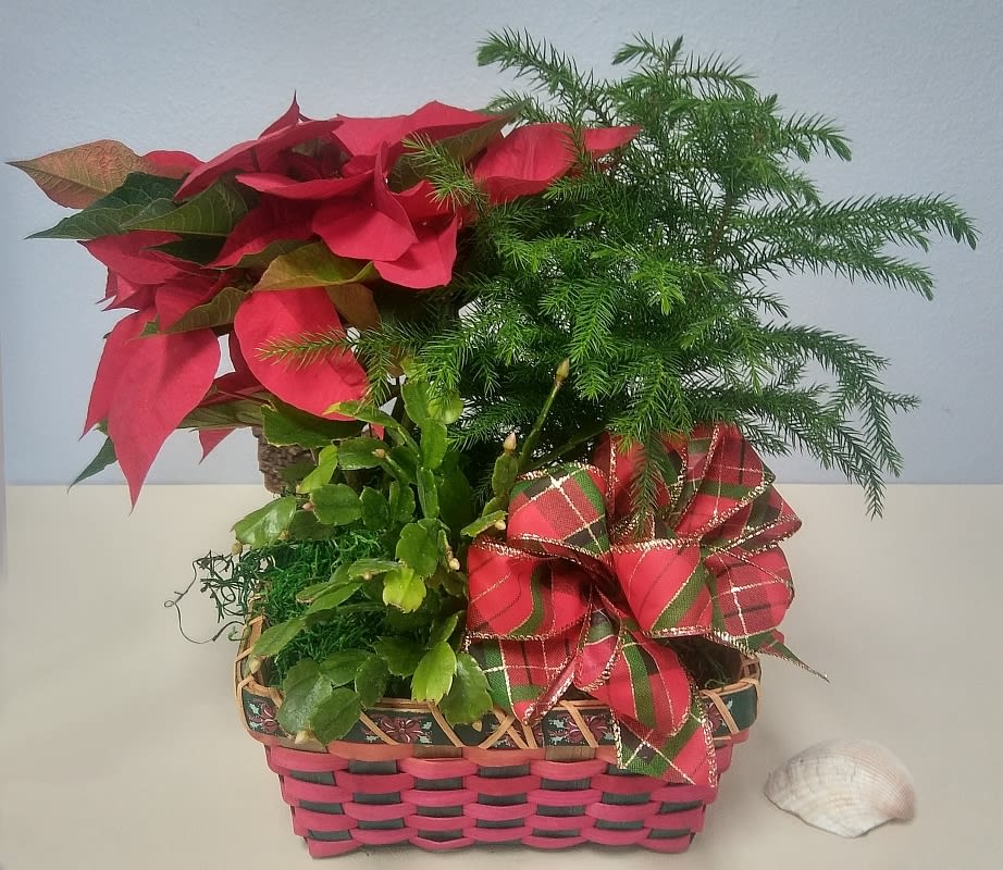 Christmas Holiday Basket of Cheer - A Red Poinsetta is joined by a Christmas Cactus and a Norfolk Pine to create a beautiful gift for the season.
