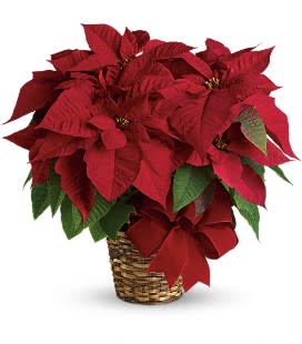 Red Poinsettia - The red poinsettia has been a holiday favorite for generations…and for a very good reason. It practically screams &quot;Merry Christmas!&quot; 