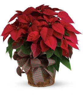 Large Red Poinsettia - You'll send a really big Christmas wish when you have this wonderfully large, bright red poinsettia delivered to your family or friends. Poinsettias are a natural gift for the holidays, and this is sure to make a grand entrance! A large red poinsettia is delivered in a 8&quot; natural container that's all wrapped up with a beautiful ribbon. It's a beautifully traditional gift - with a sizable difference! Approximately 24&quot; W x 25&quot; H 