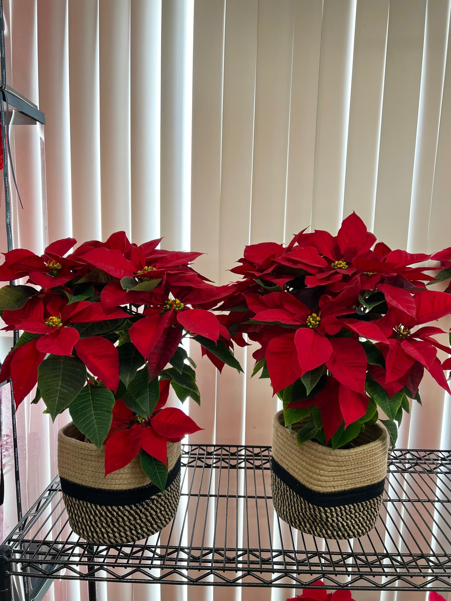 2 Medium poinsettia  - A set of Two poinsettia plants (6&quot; plant)