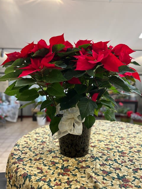 Our Premium Red Poinsettia! -  Make a statement with this Classic and Timeless poinsettia grown in our own greenhouses and presented in a black pot and accented with a gold bow Approx 32-36" tall and 30" wide Ring in the holidays!