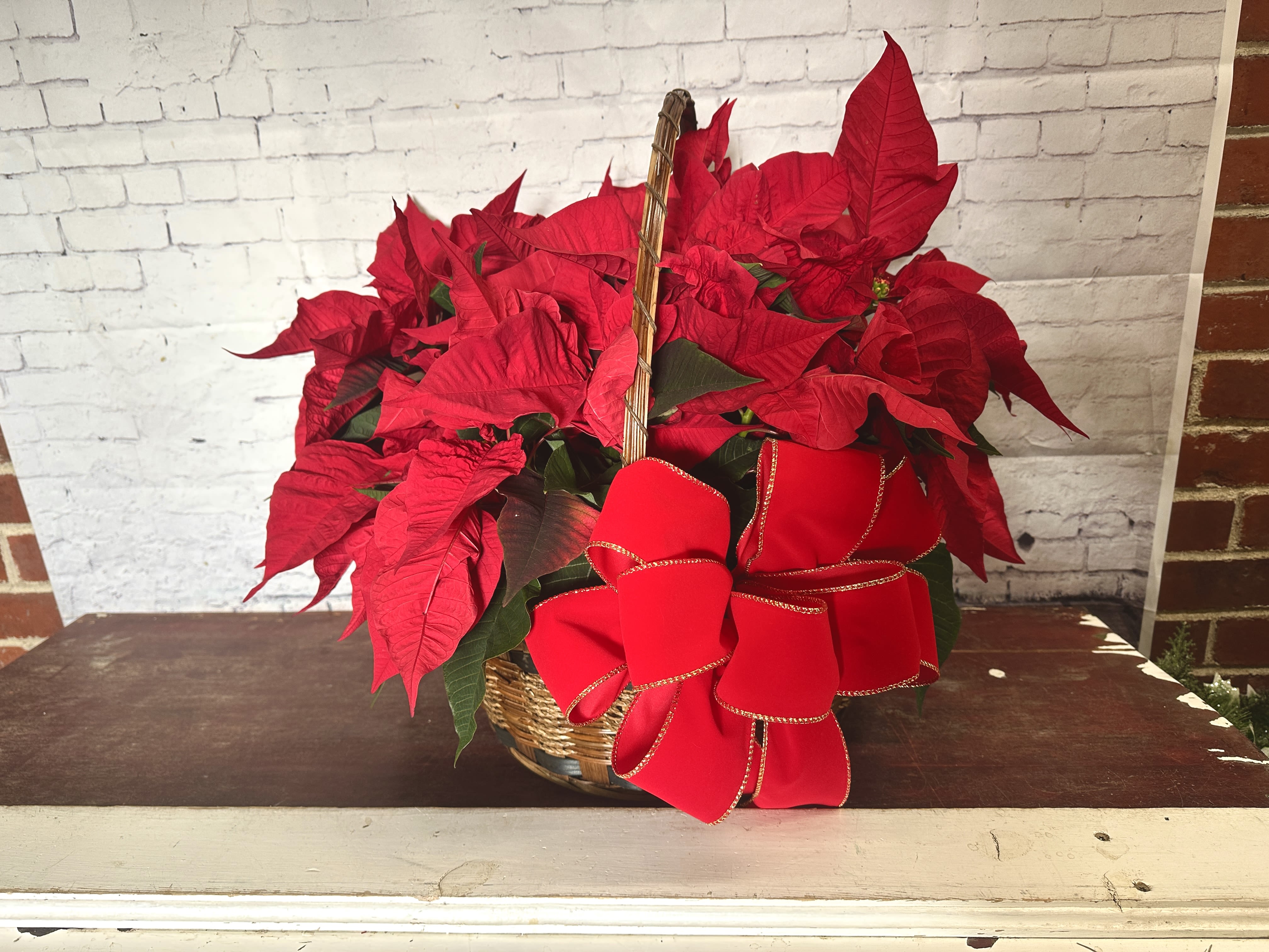 Poinsettia basket - Basket filled pretty poinsettias 